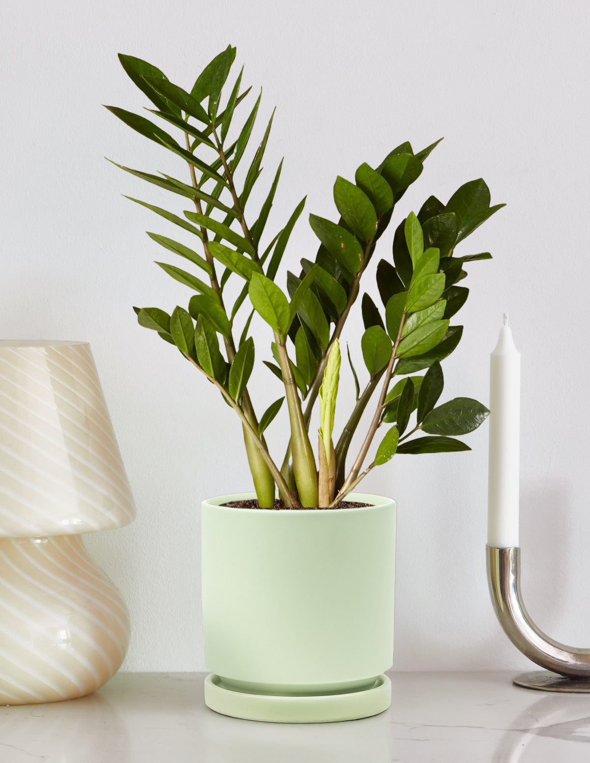 ZZ Plant