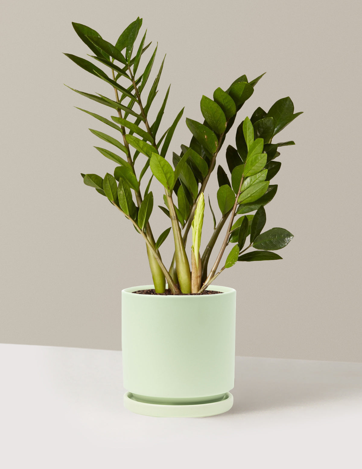 ZZ Plant