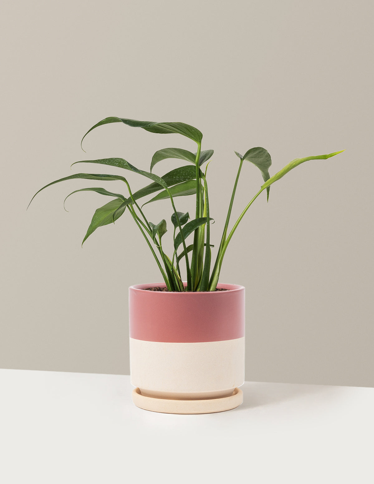 Monstera Burle Marx Flame