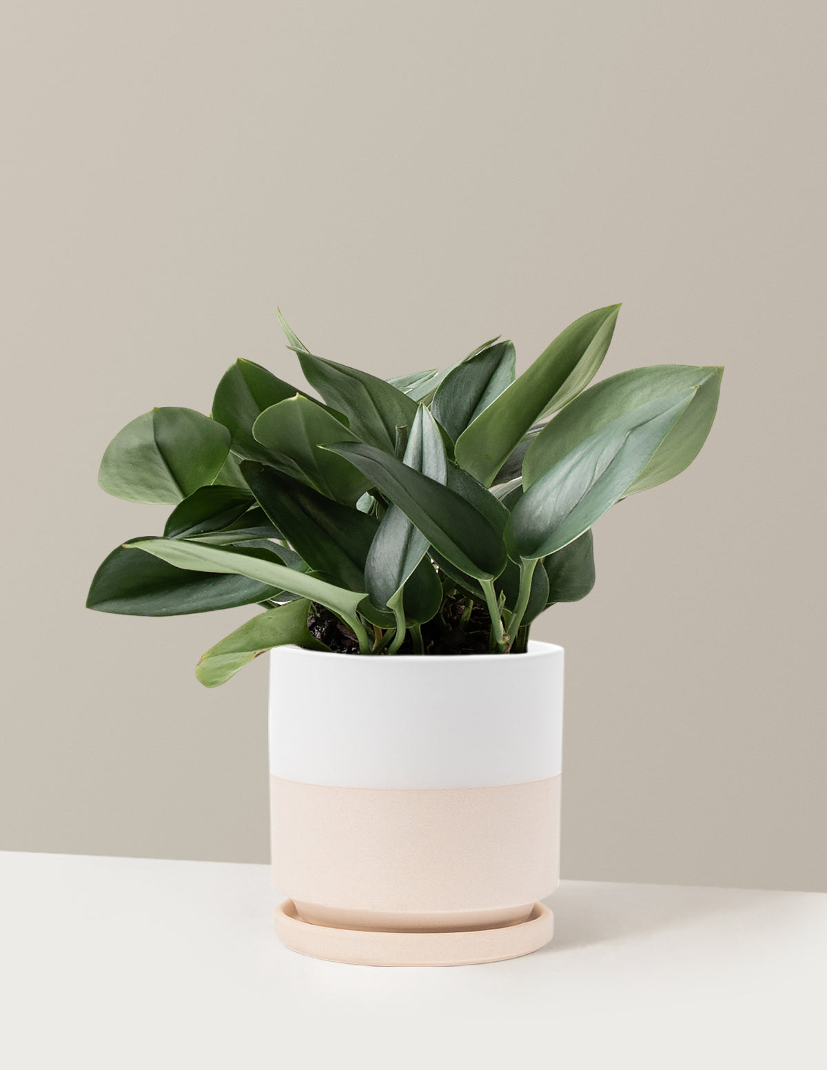 Pothos Sterling Silver
