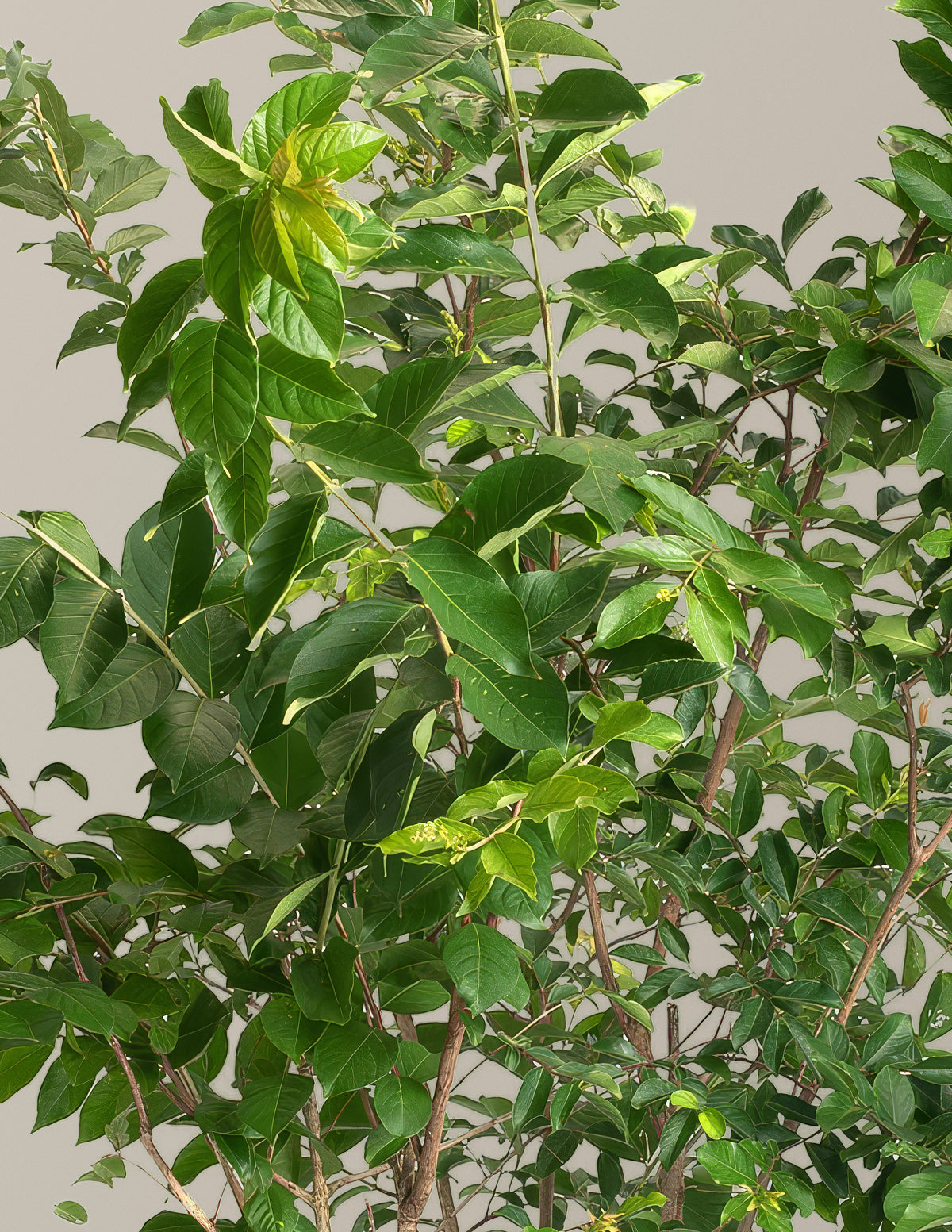 Natchez Crapemyrtle