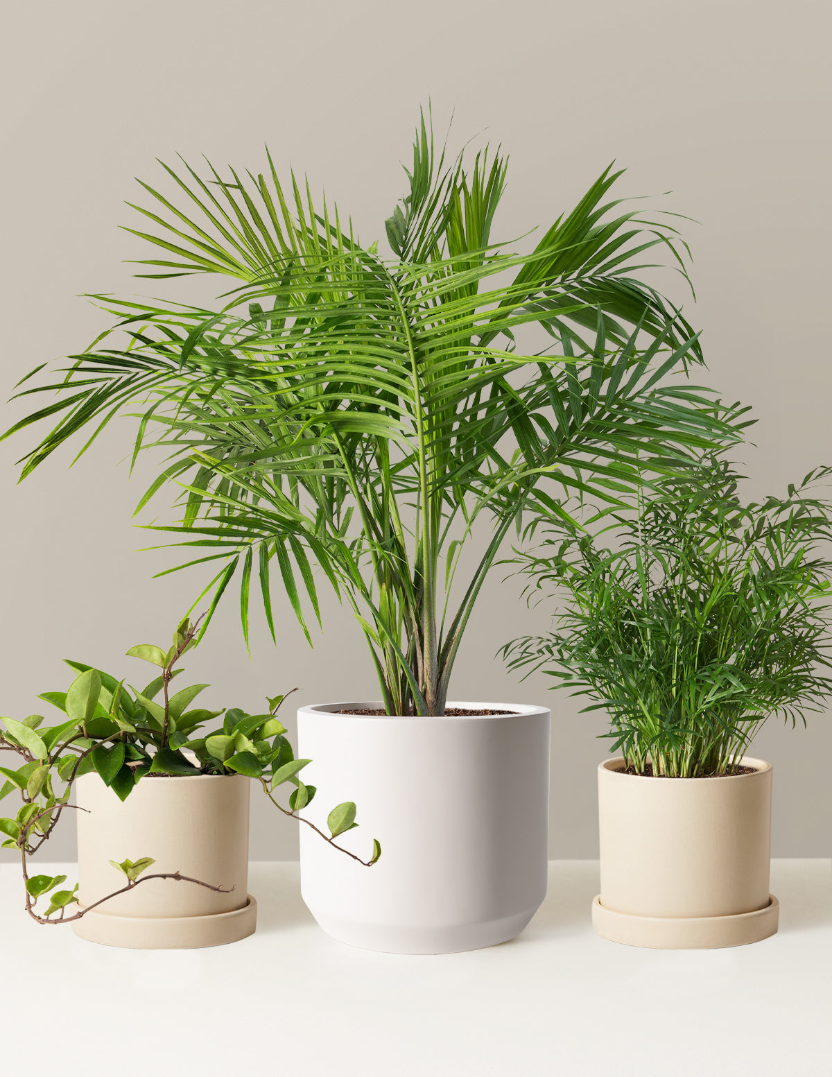 New Digs Pet Friendly Plant Trio