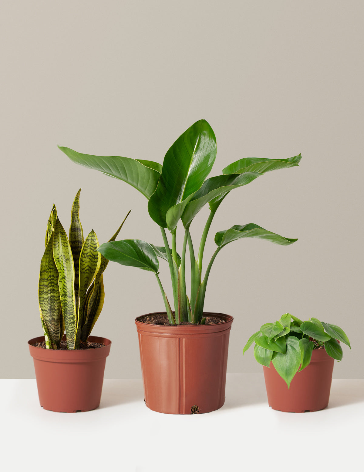 New Digs Plant Trio