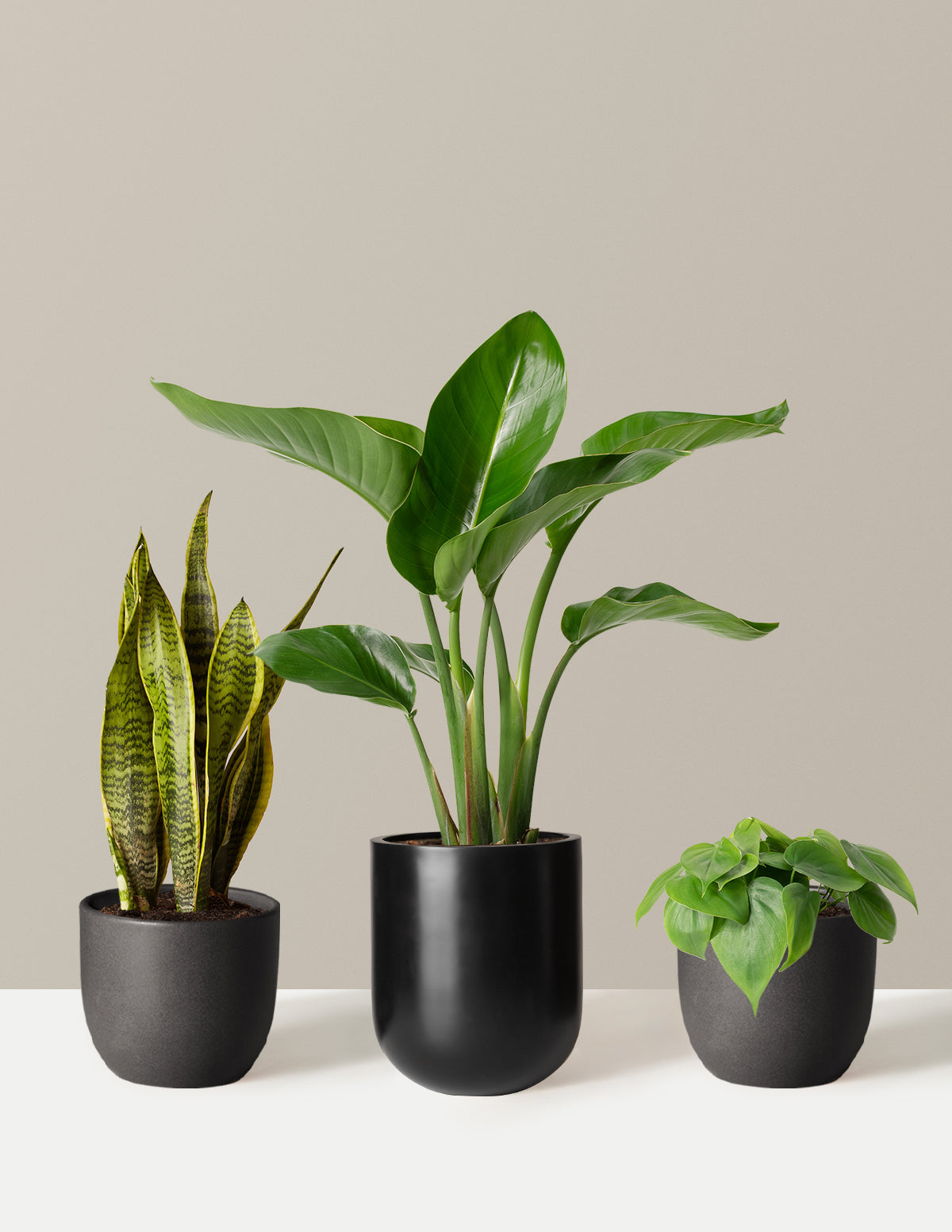 New Digs Plant Trio