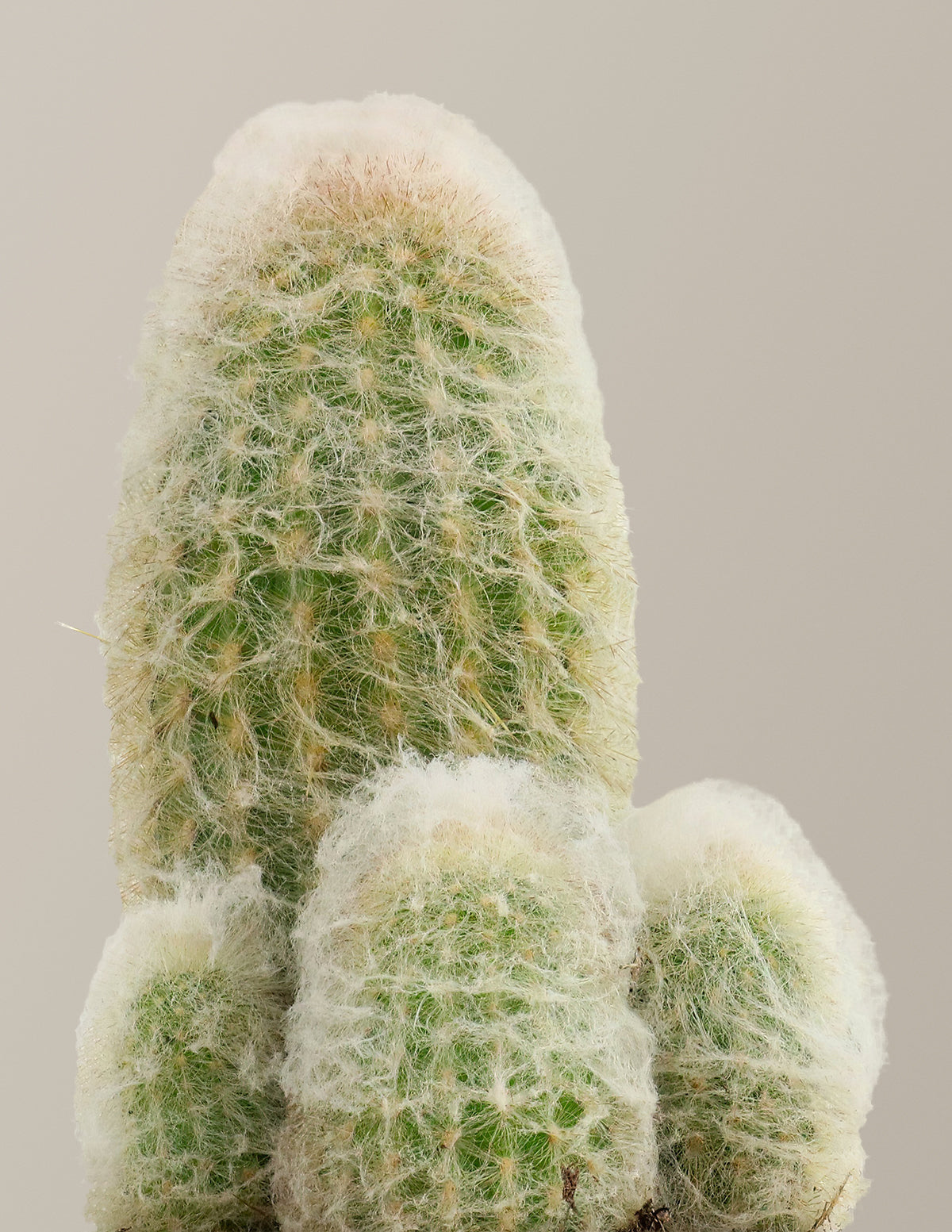 Old Man Cactus