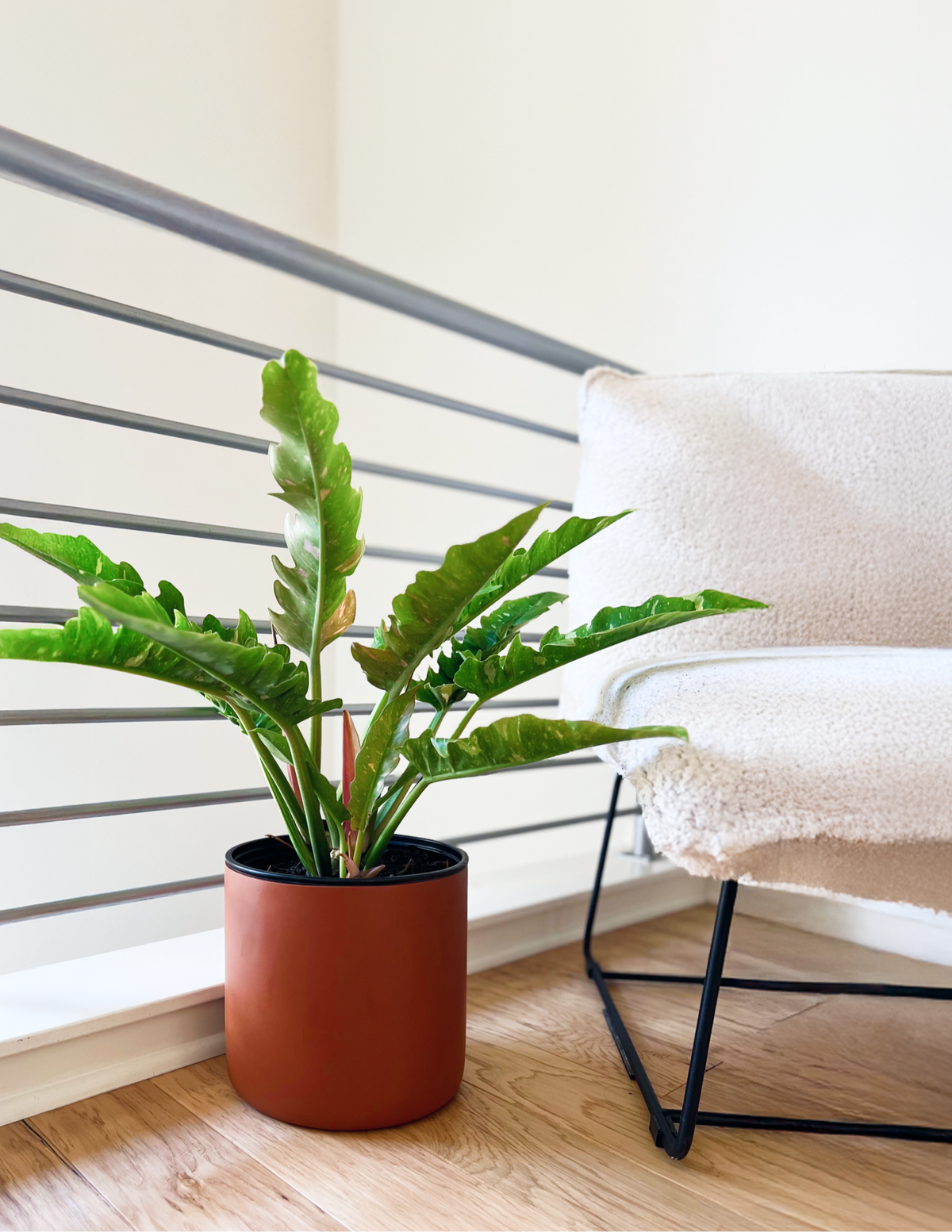 Philodendron Ring of Fire