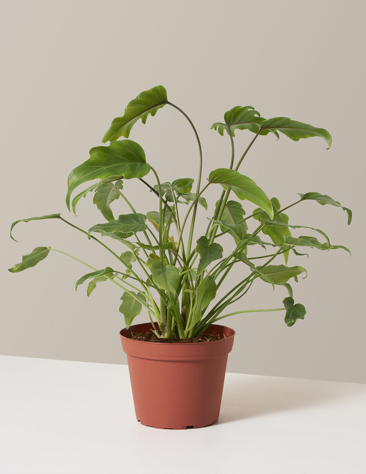 Philodendron Xanadu