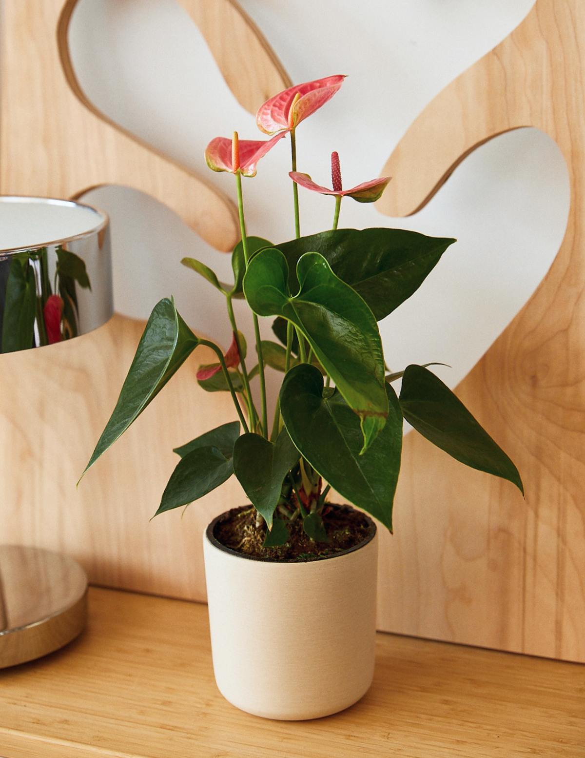 Pink Anthurium