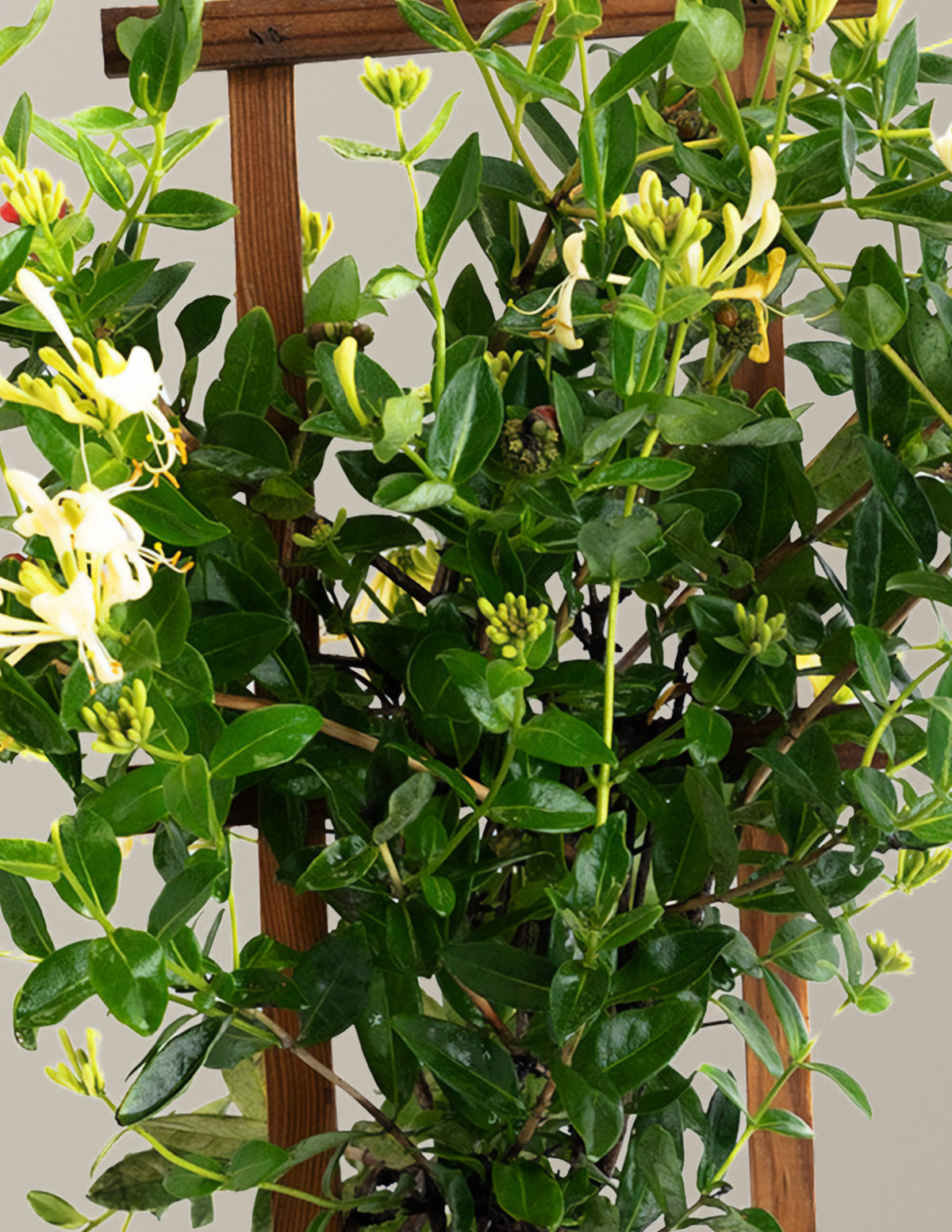 Honeysuckle Vine 'Scentsation'
