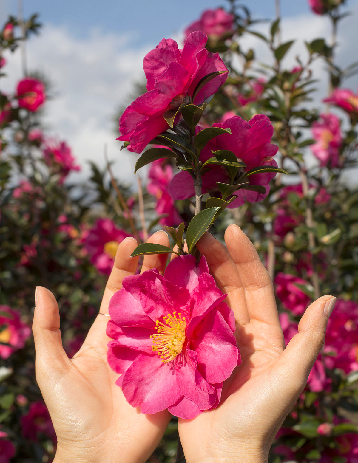 Shishi Gashira Camellia