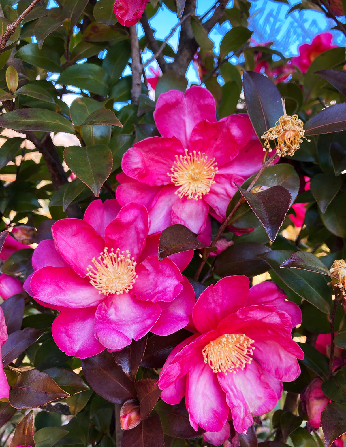 Shishi Gashira Camellia