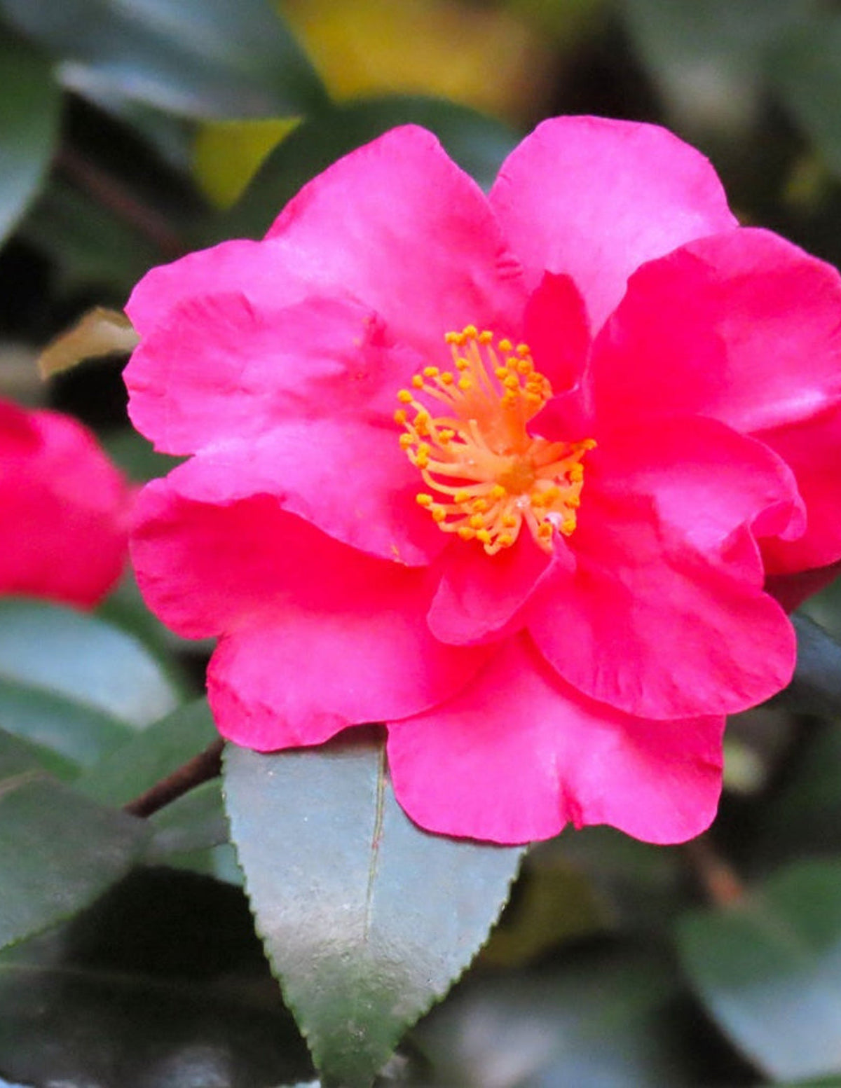 Shishi Gashira Camellia