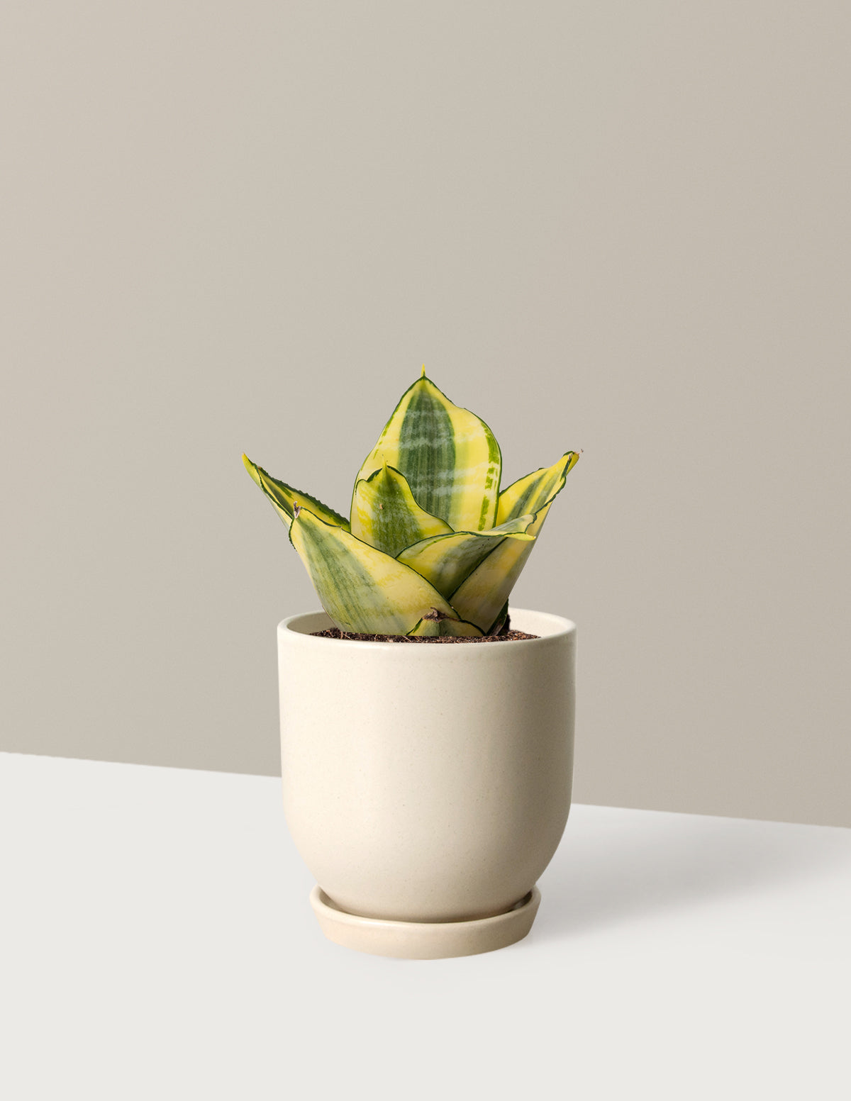 Snake Plant Hahnii Gold