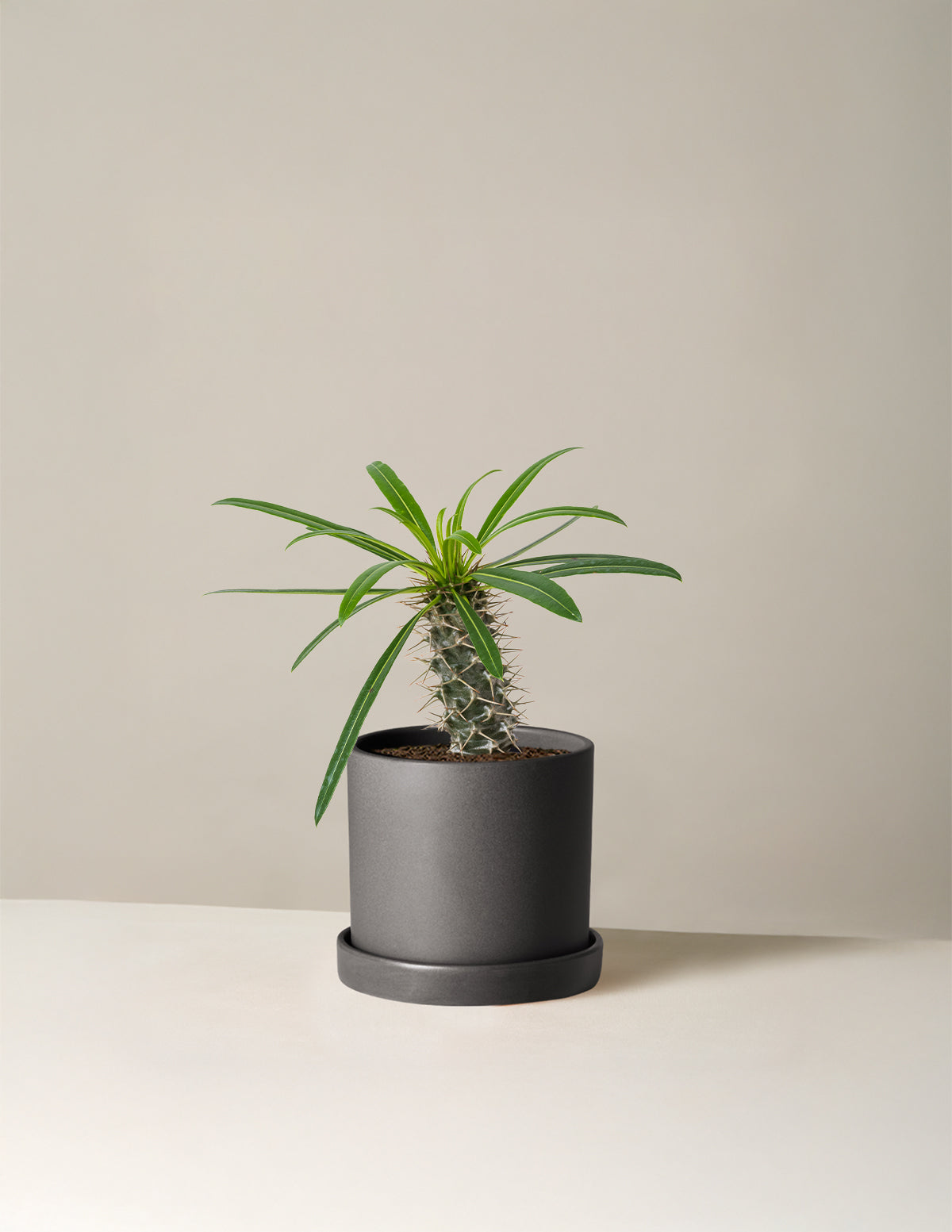 Madagascar Palm