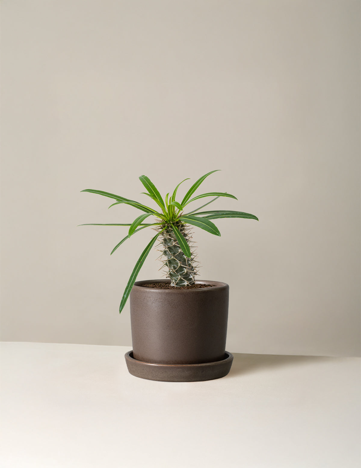 Madagascar Palm