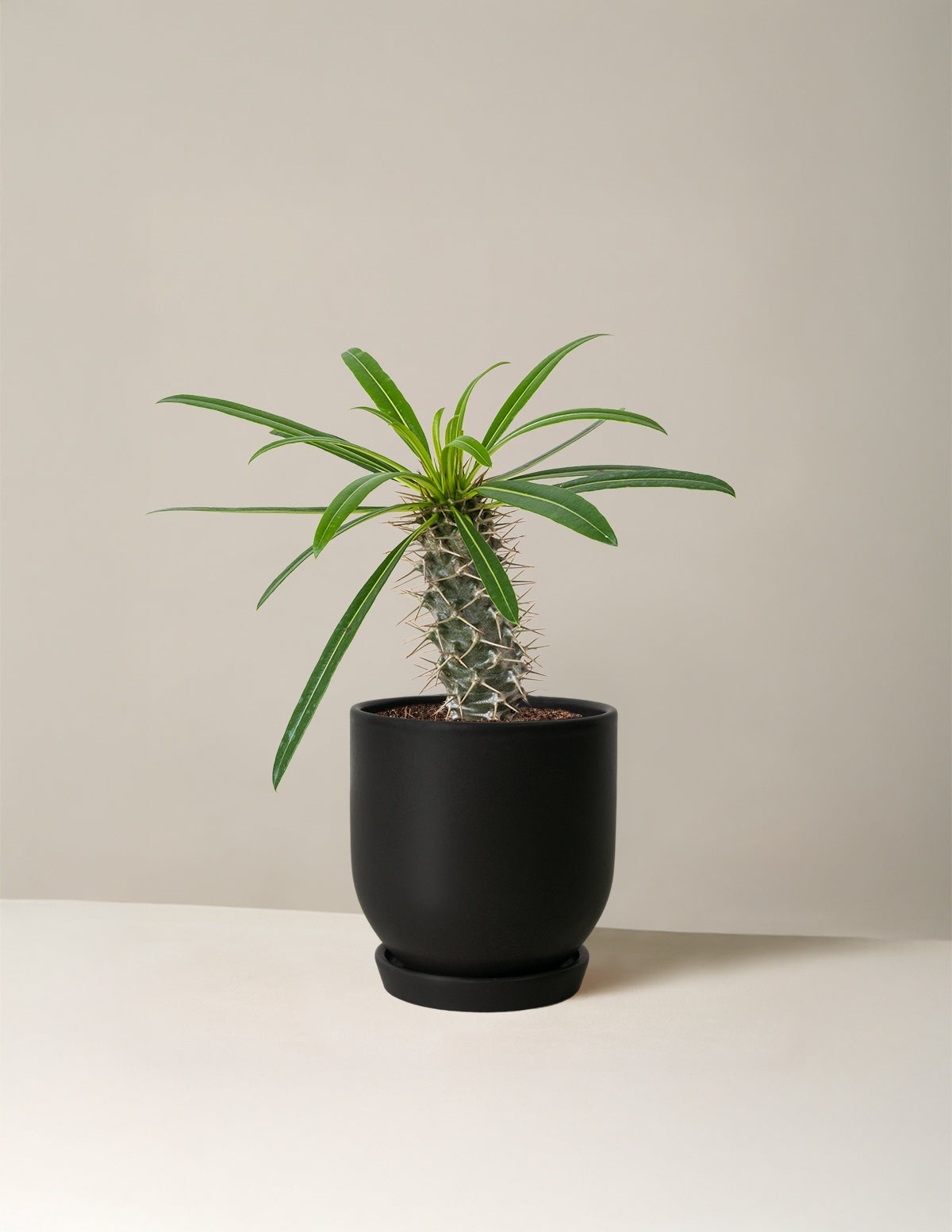 Madagascar Palm