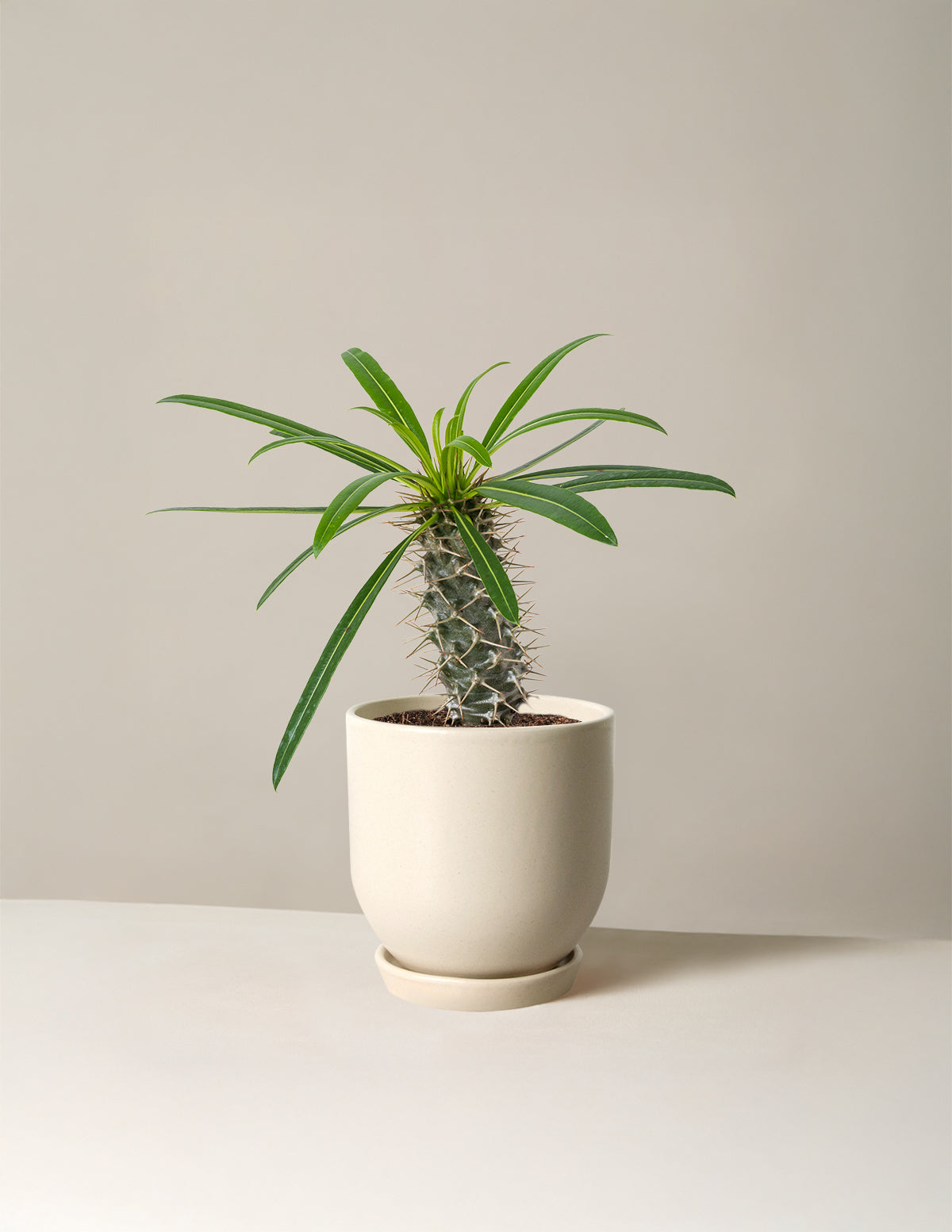 Madagascar Palm