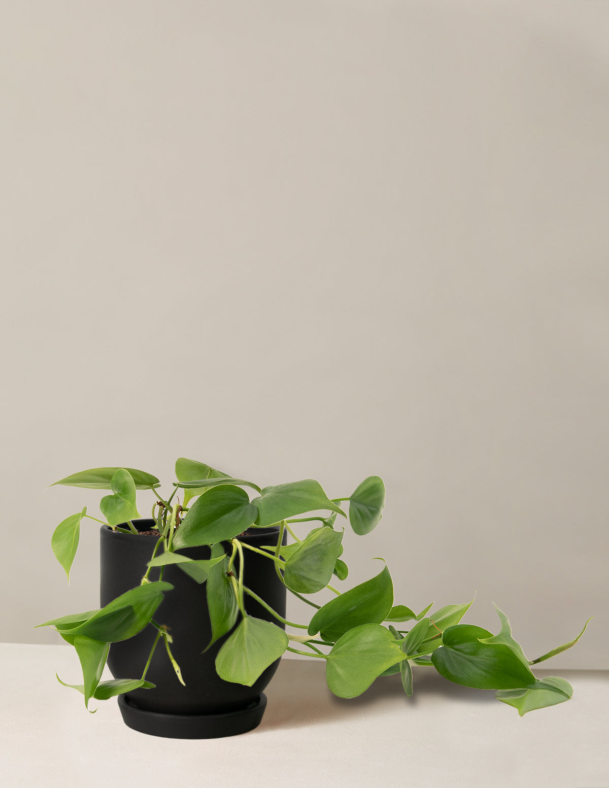 Heartleaf Philodendron
