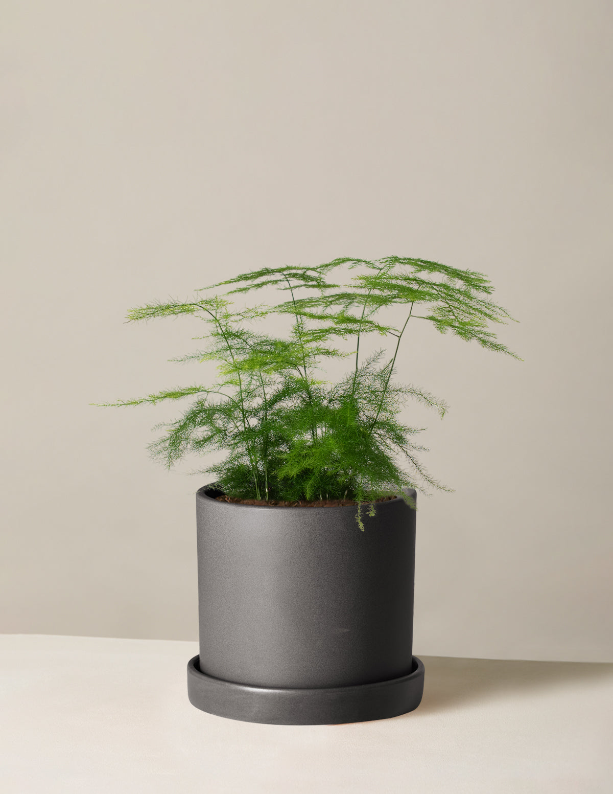 Asparagus Fern