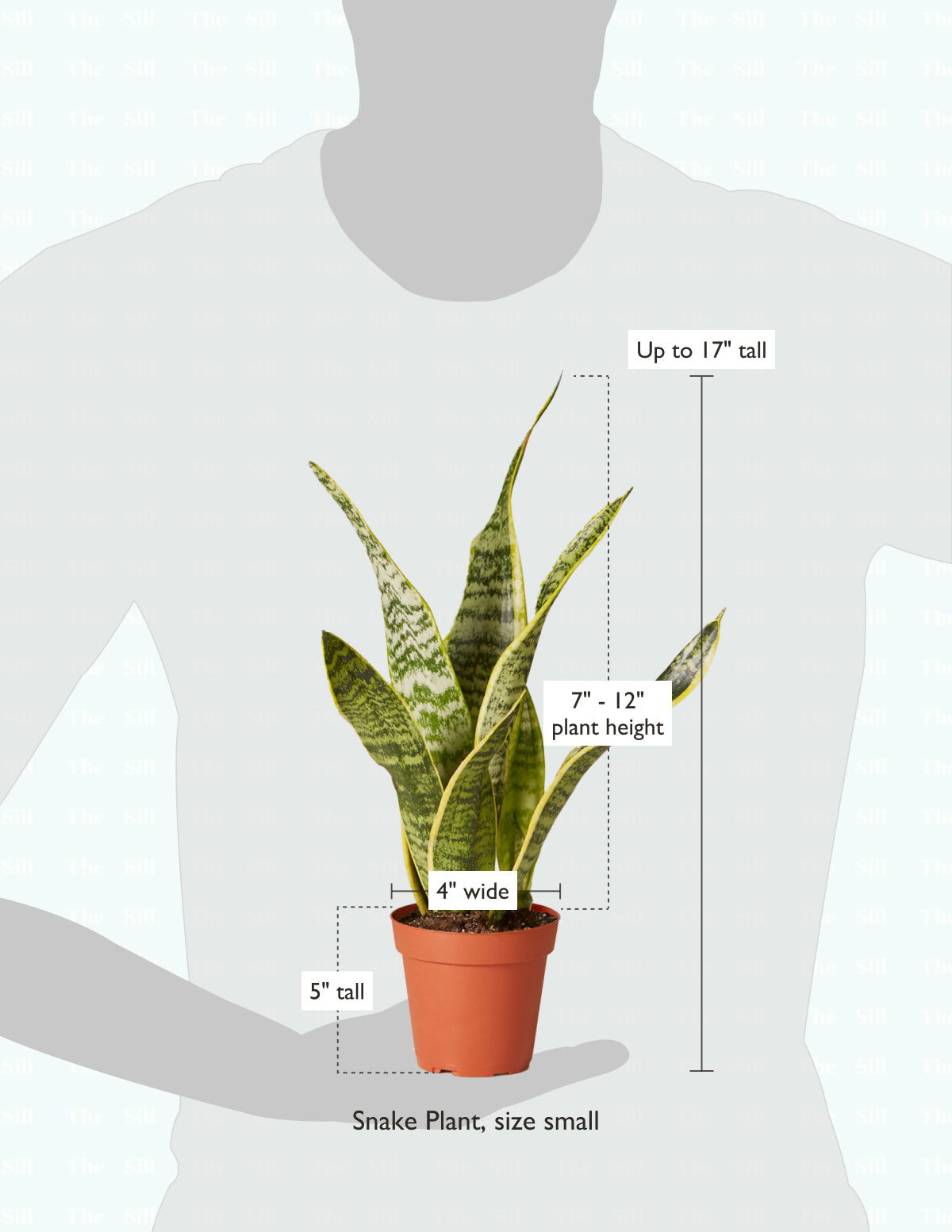 Snake Plant Laurentii