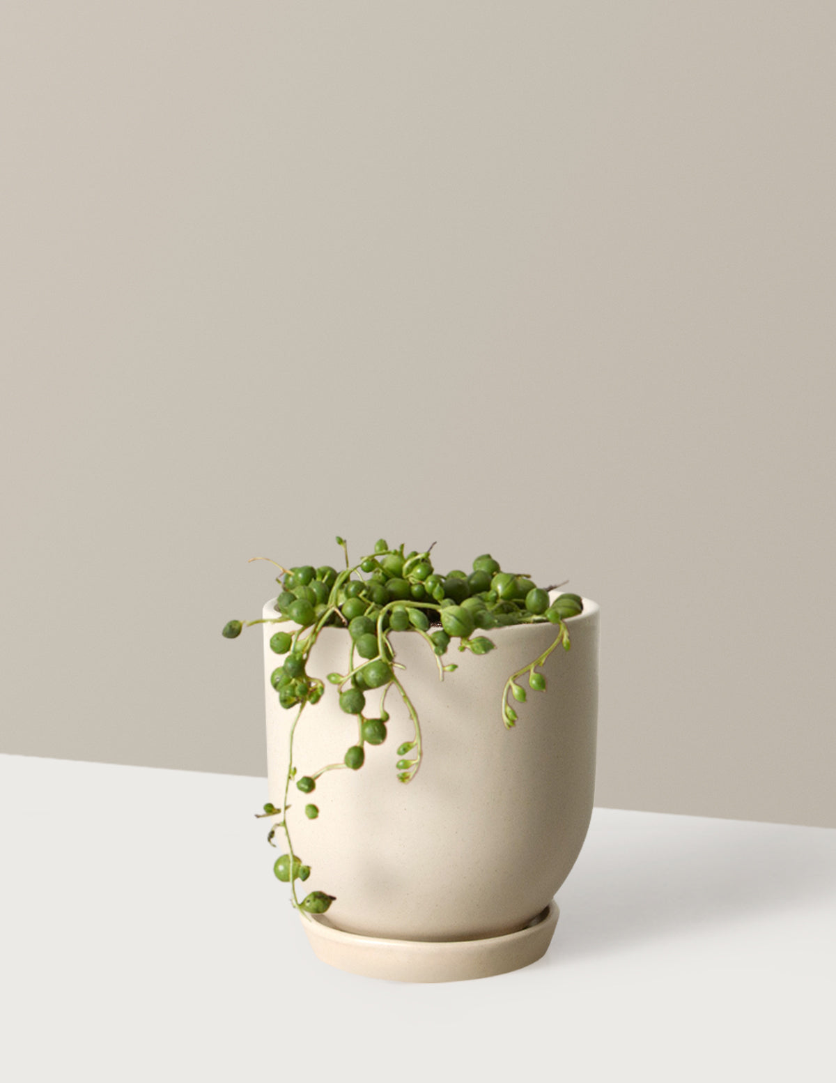 Westcott Ceramic Planter