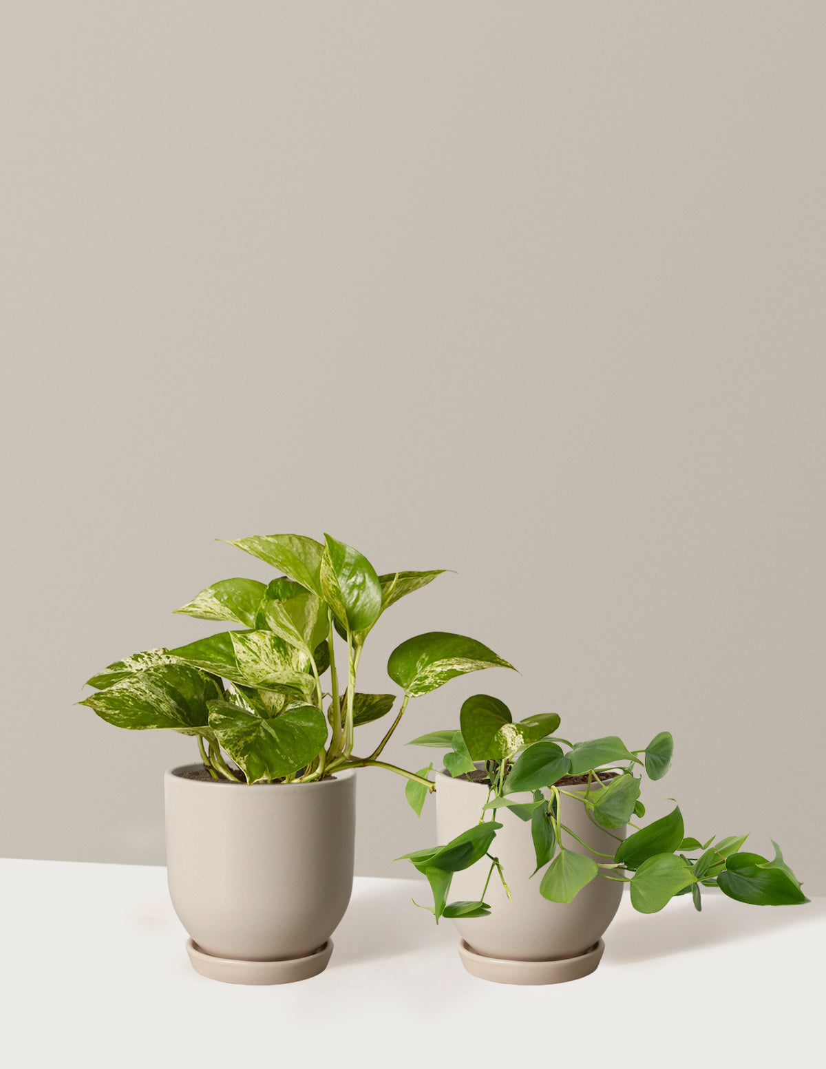 Fits your Sill: The Trailing Duo