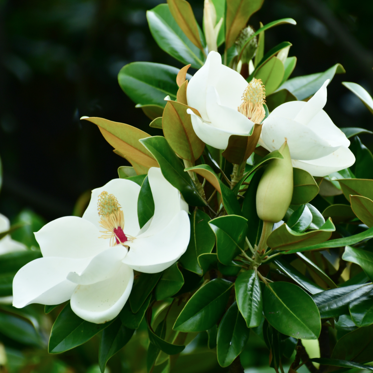 Teddy Bear® Southern Magnolia