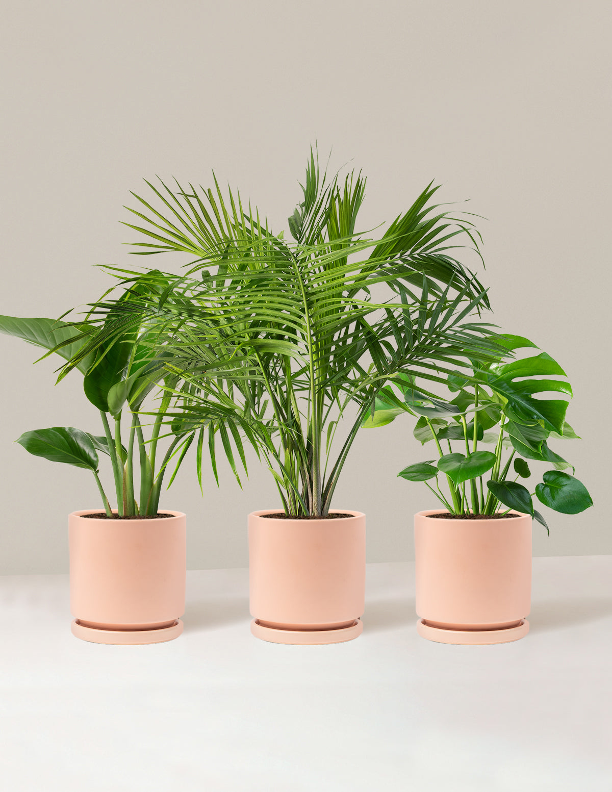 Tropical Trio
