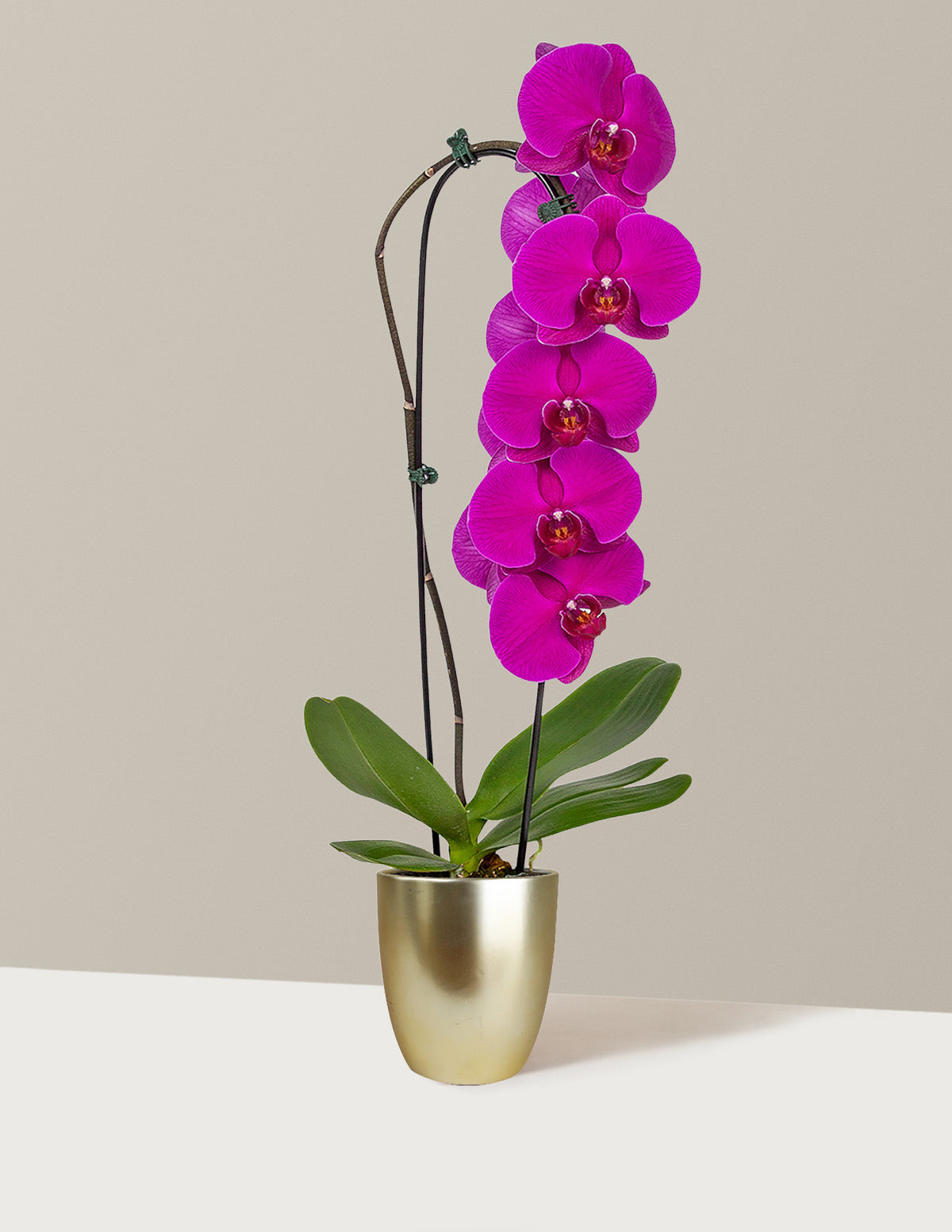 Waterfall Orchid