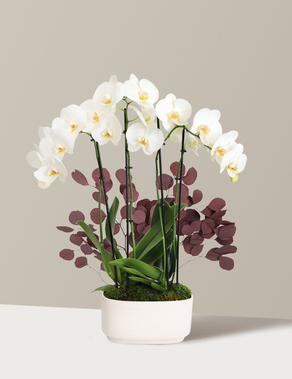 Large Double Orchid