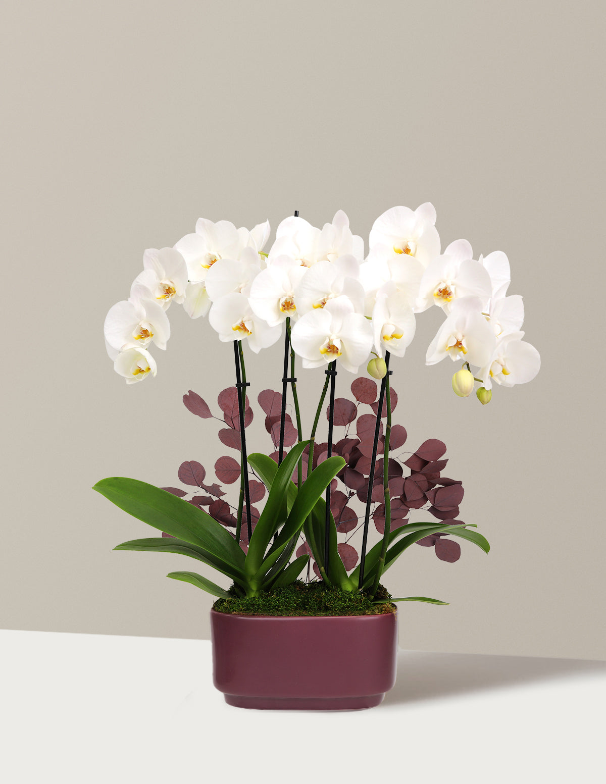 Large Double Orchid