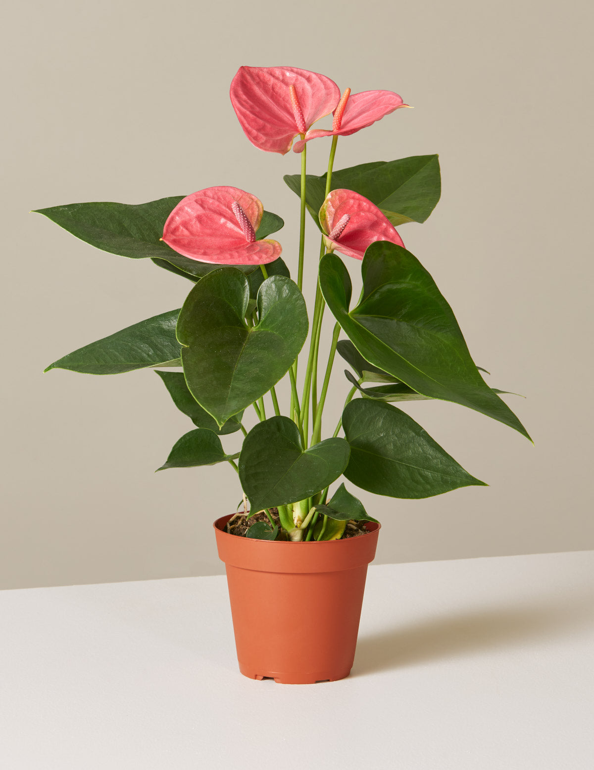 Pink Anthurium