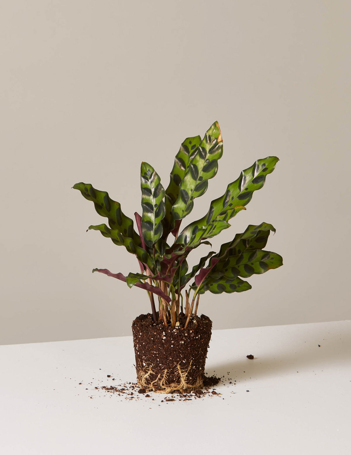 Calathea Rattlesnake