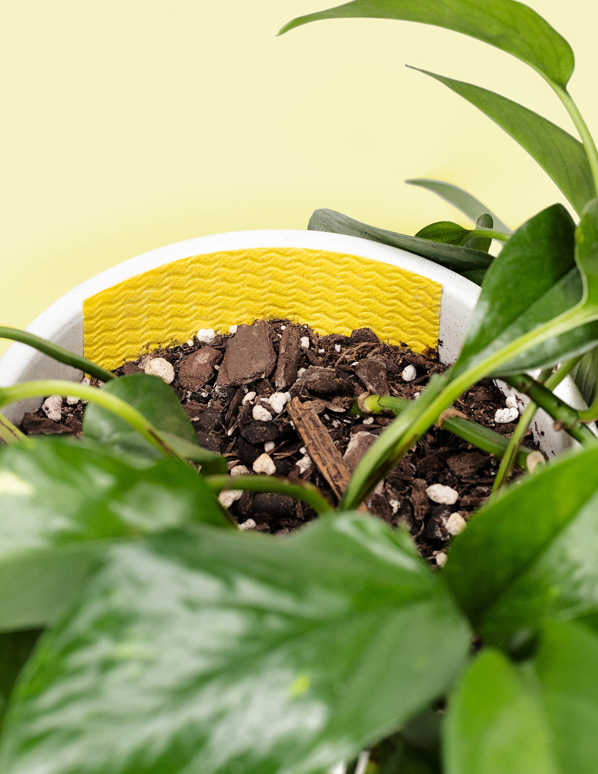 Pest Traps