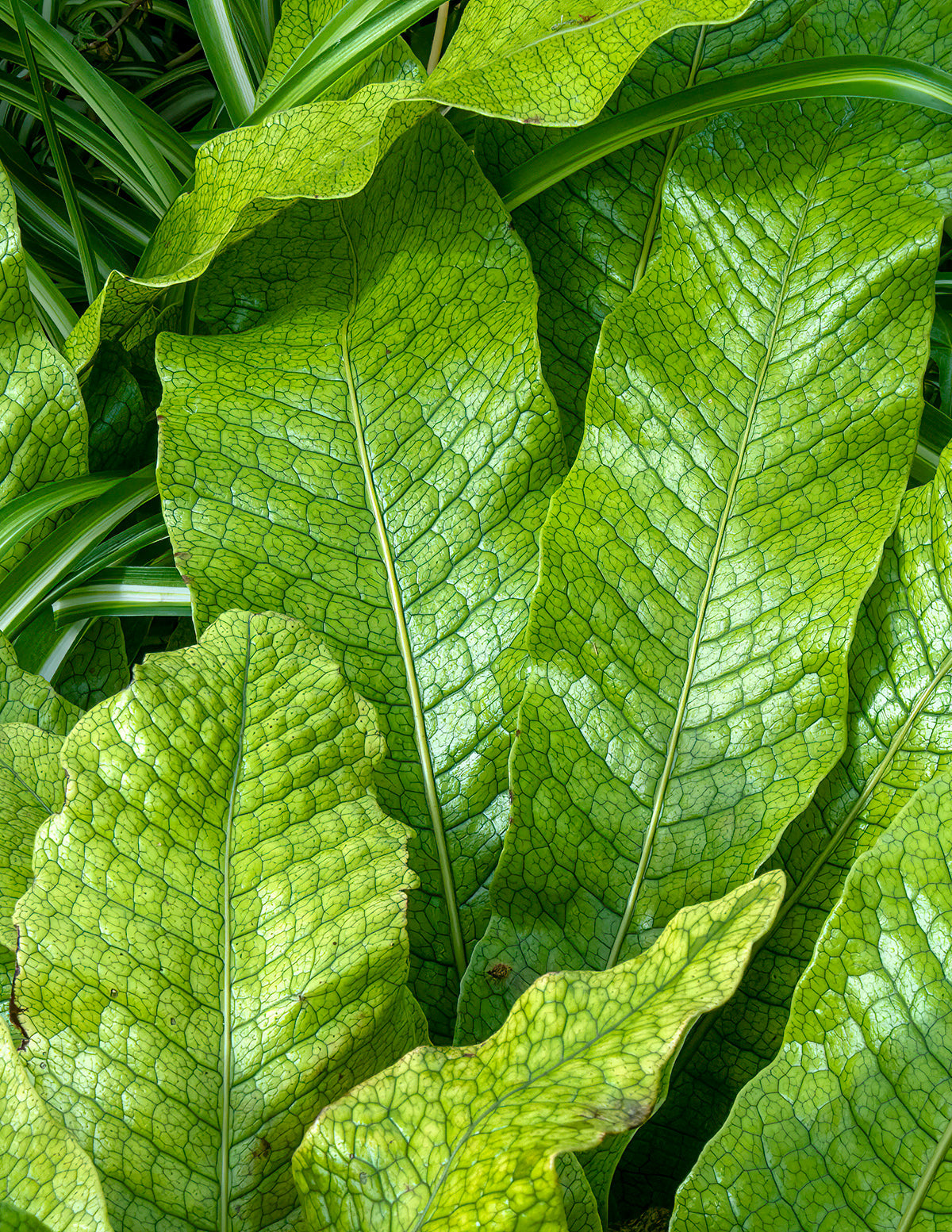 Crocodile Fern