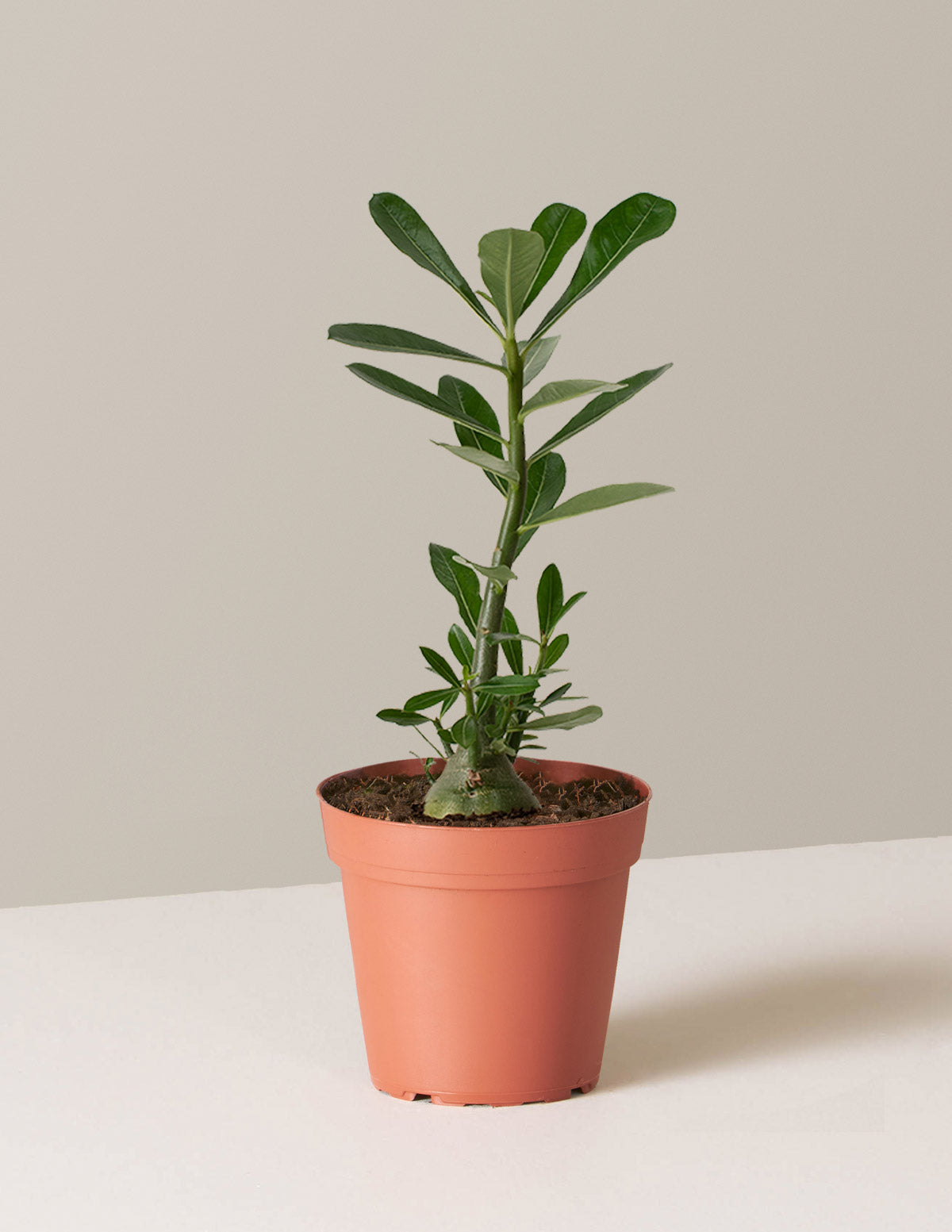 Desert Rose