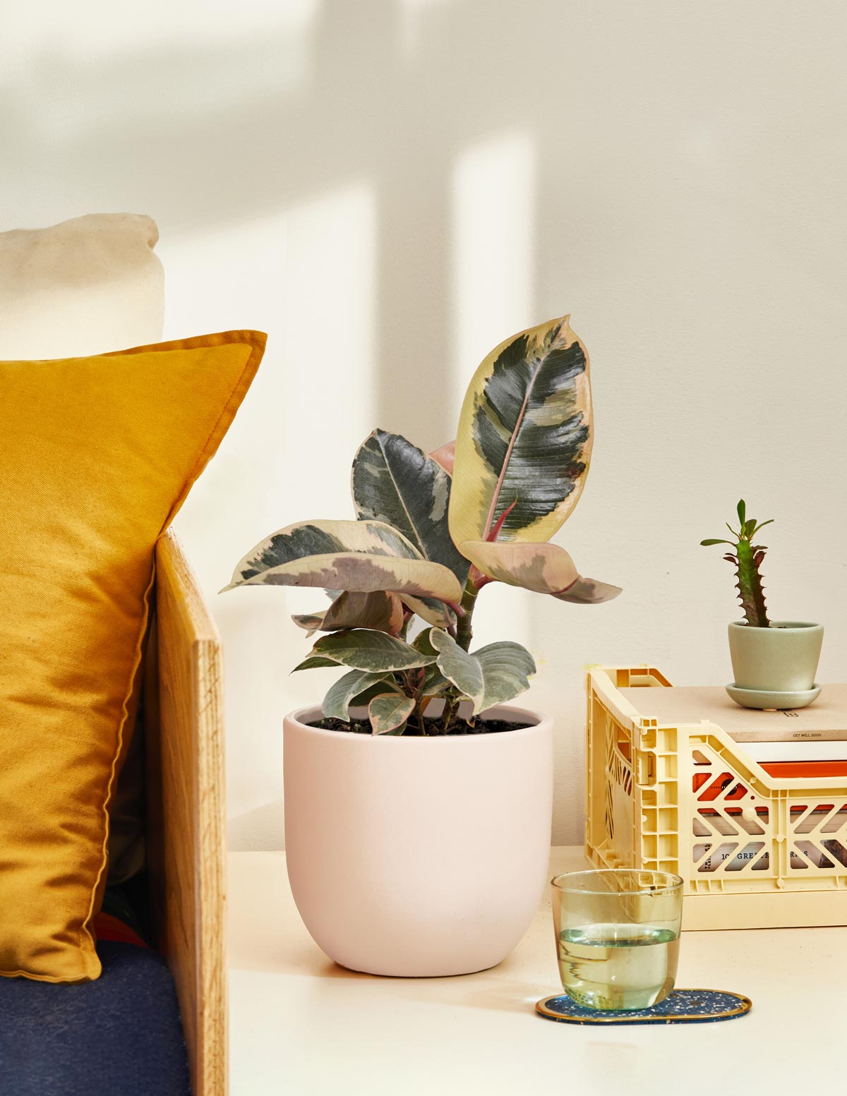 Fun Ficus Party Pack