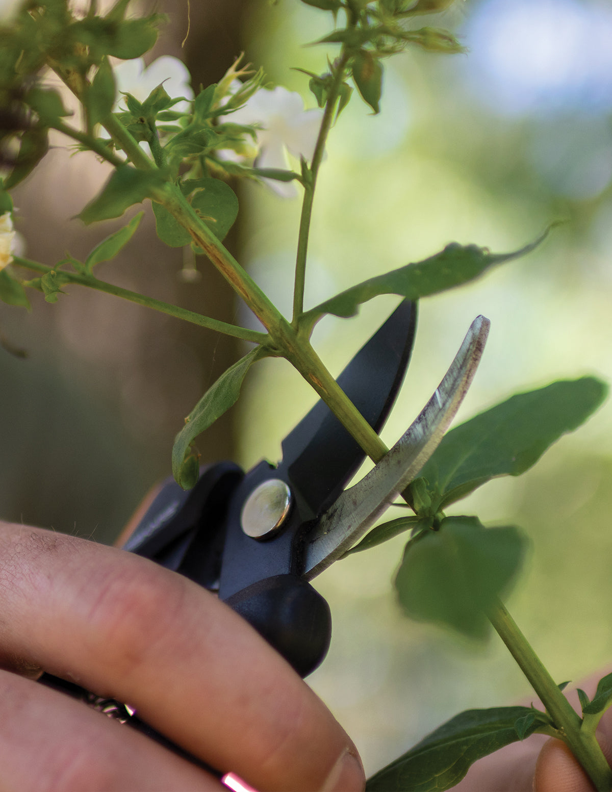 Floral Pruner