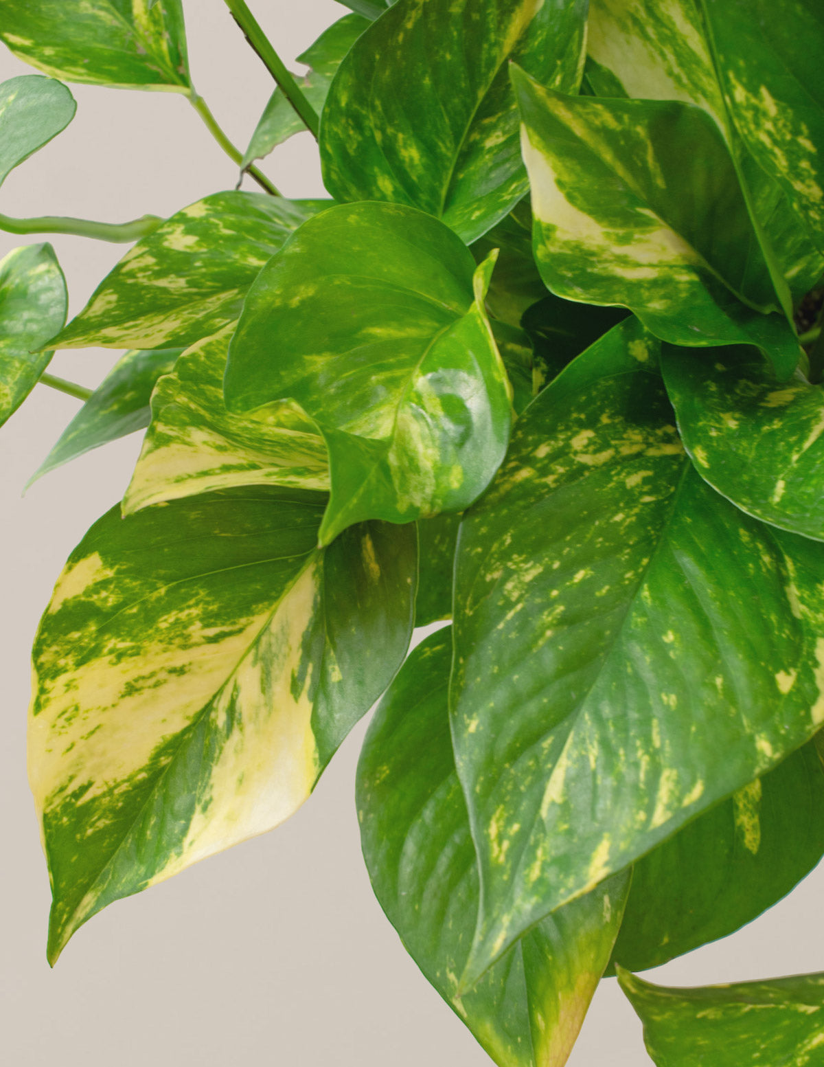 Golden Pothos Hanging Basket