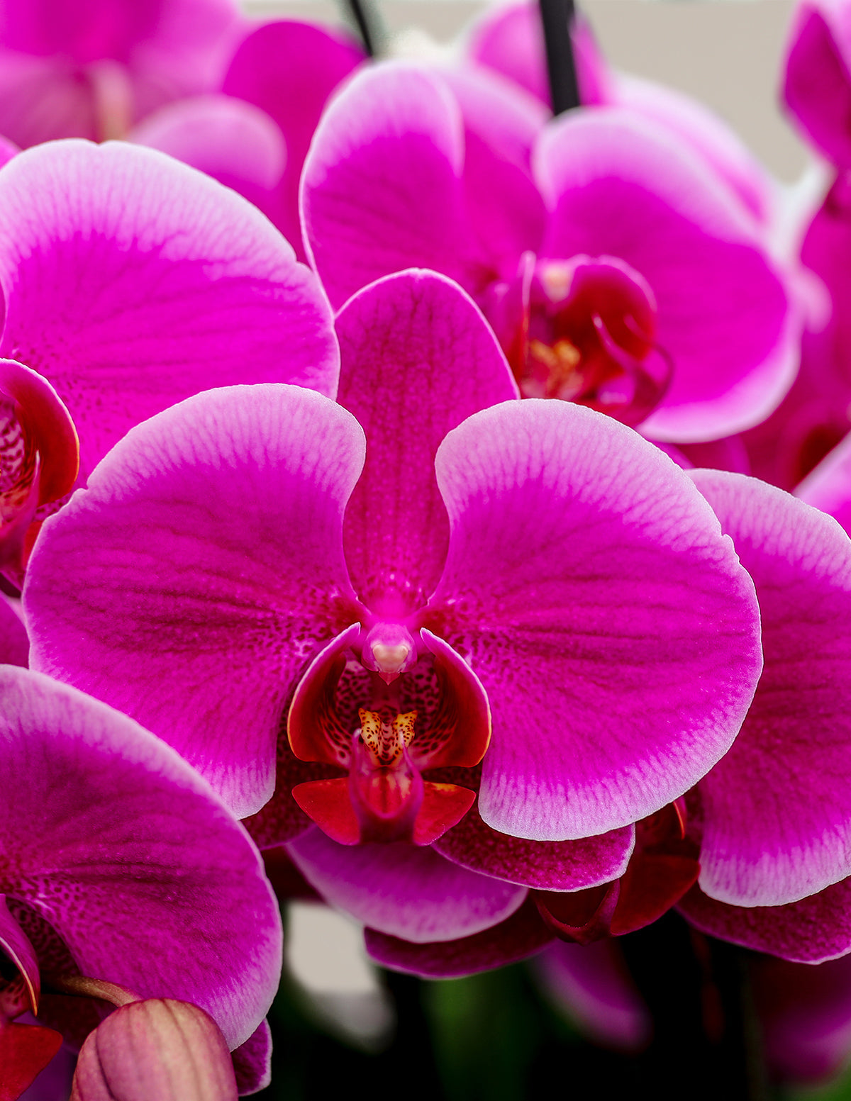 Large Double Orchid