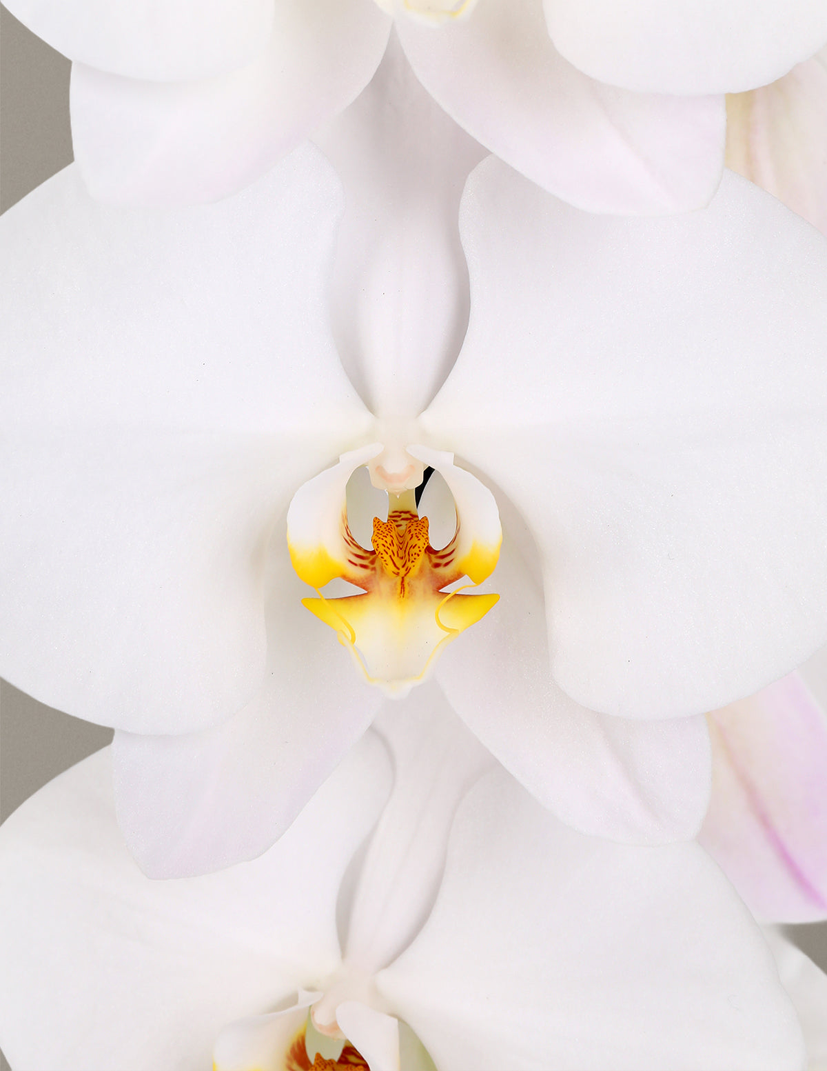 Large Double Orchid