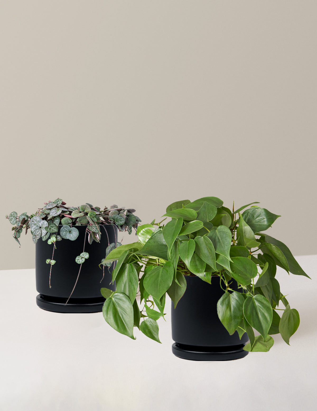 Trailing Hearts Duo