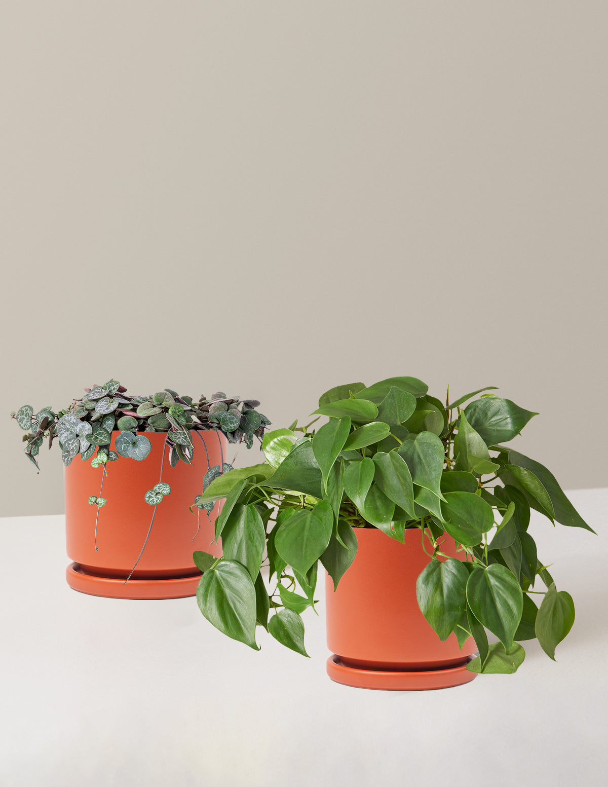 Trailing Hearts Duo