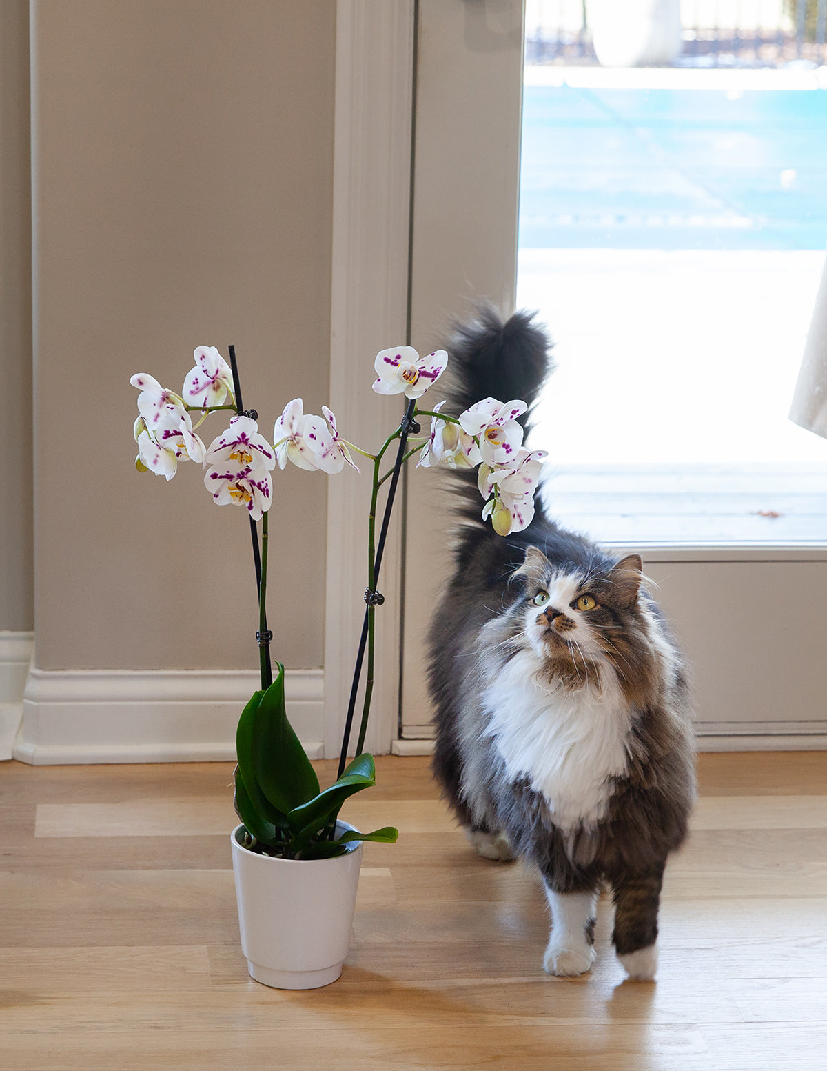 Classic Orchid Party Pack