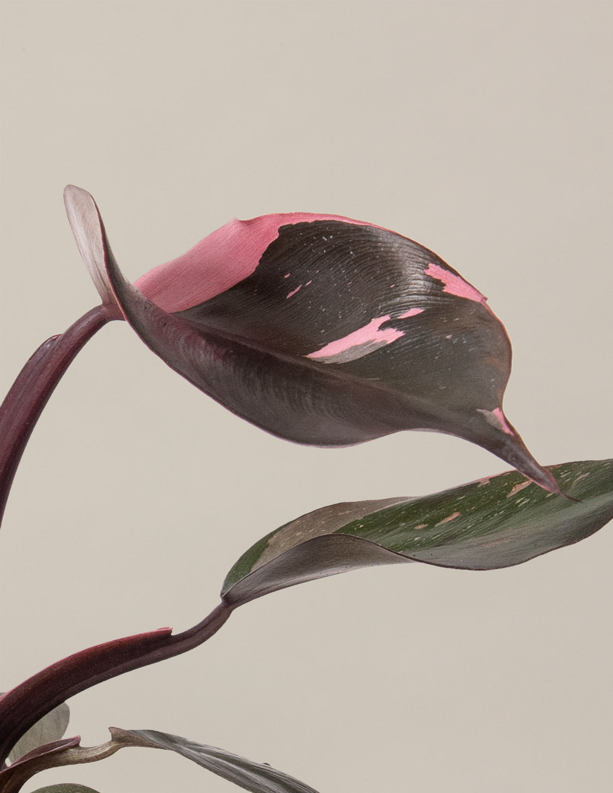 Fancy Philodendron Party Pack