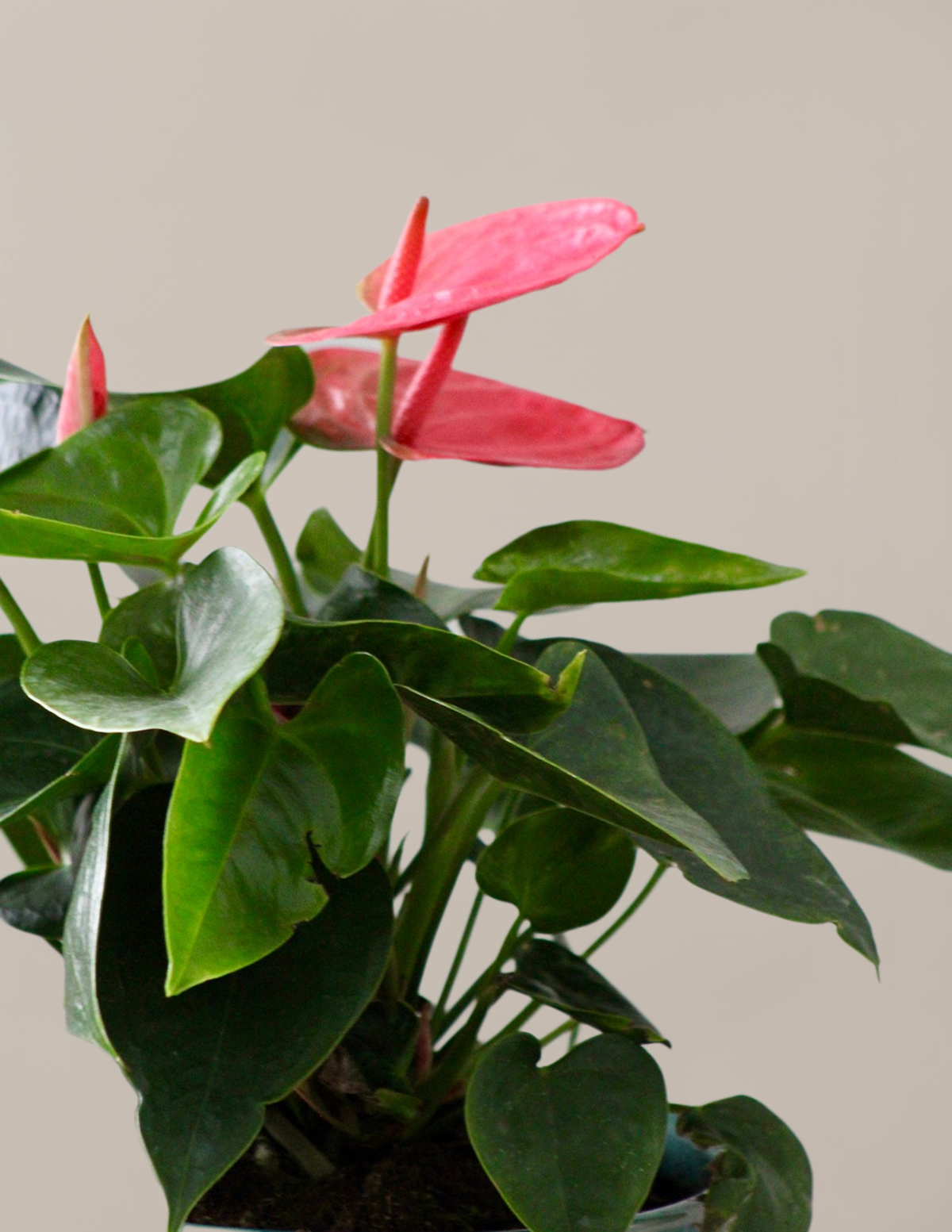Pink Anthurium