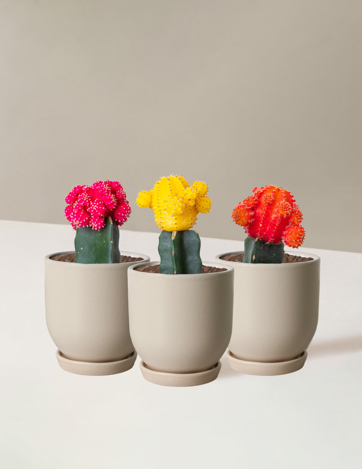 Moon Cactus