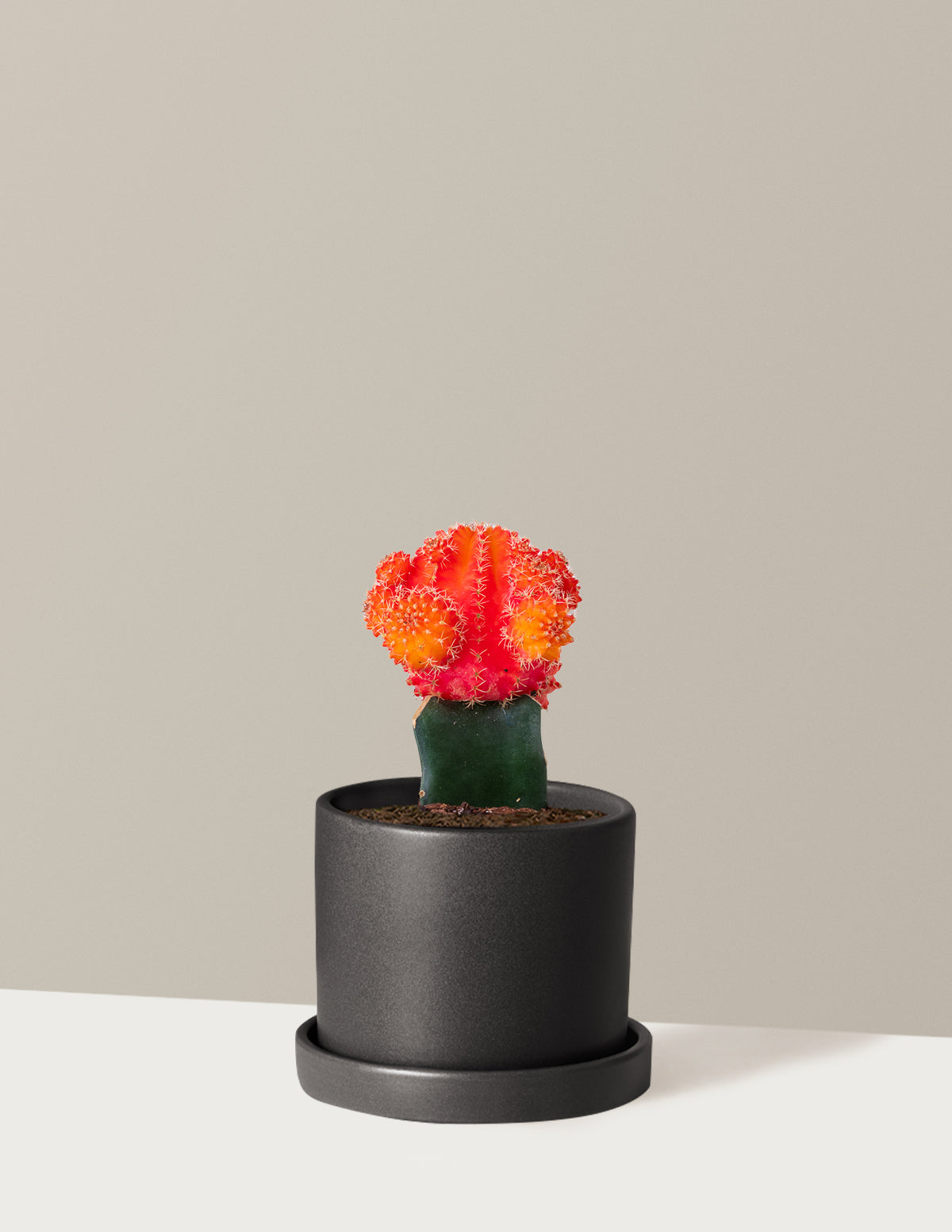 Moon Cactus