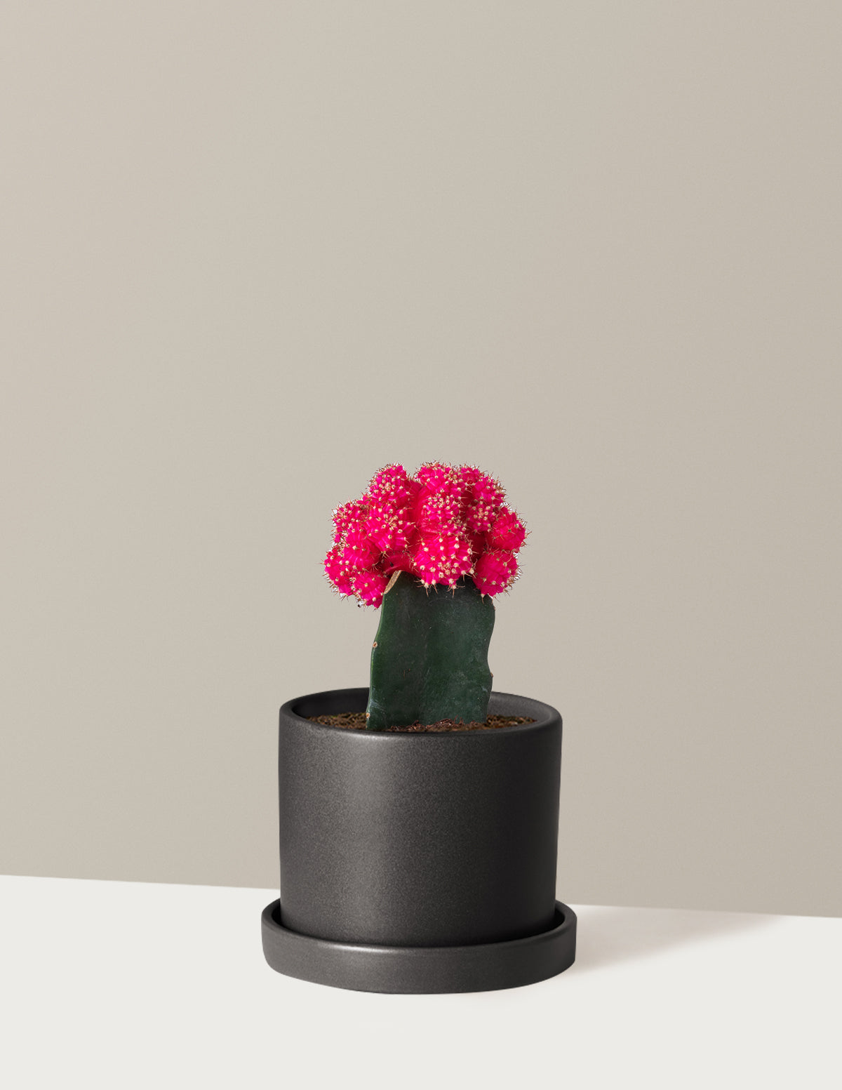 Moon Cactus
