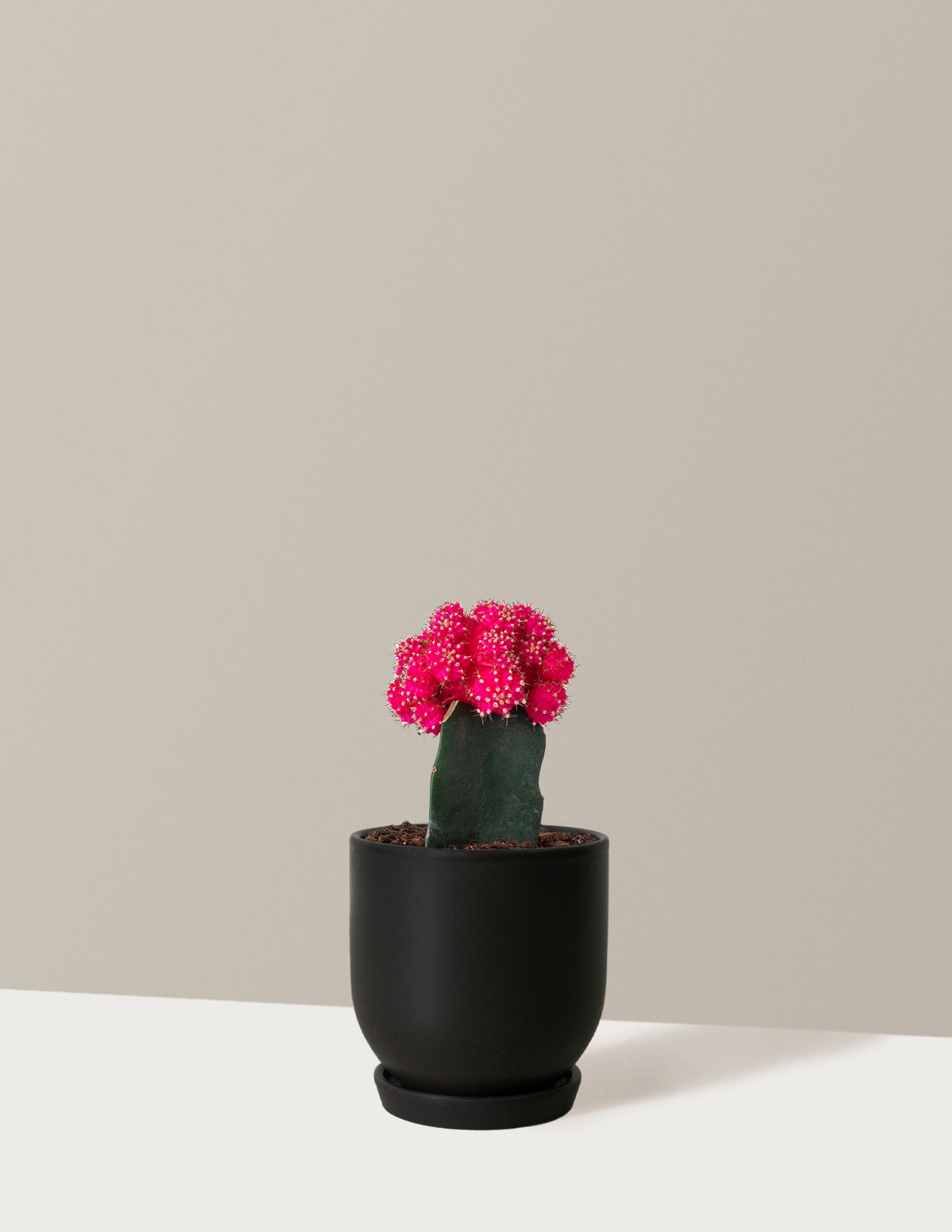 Moon Cactus